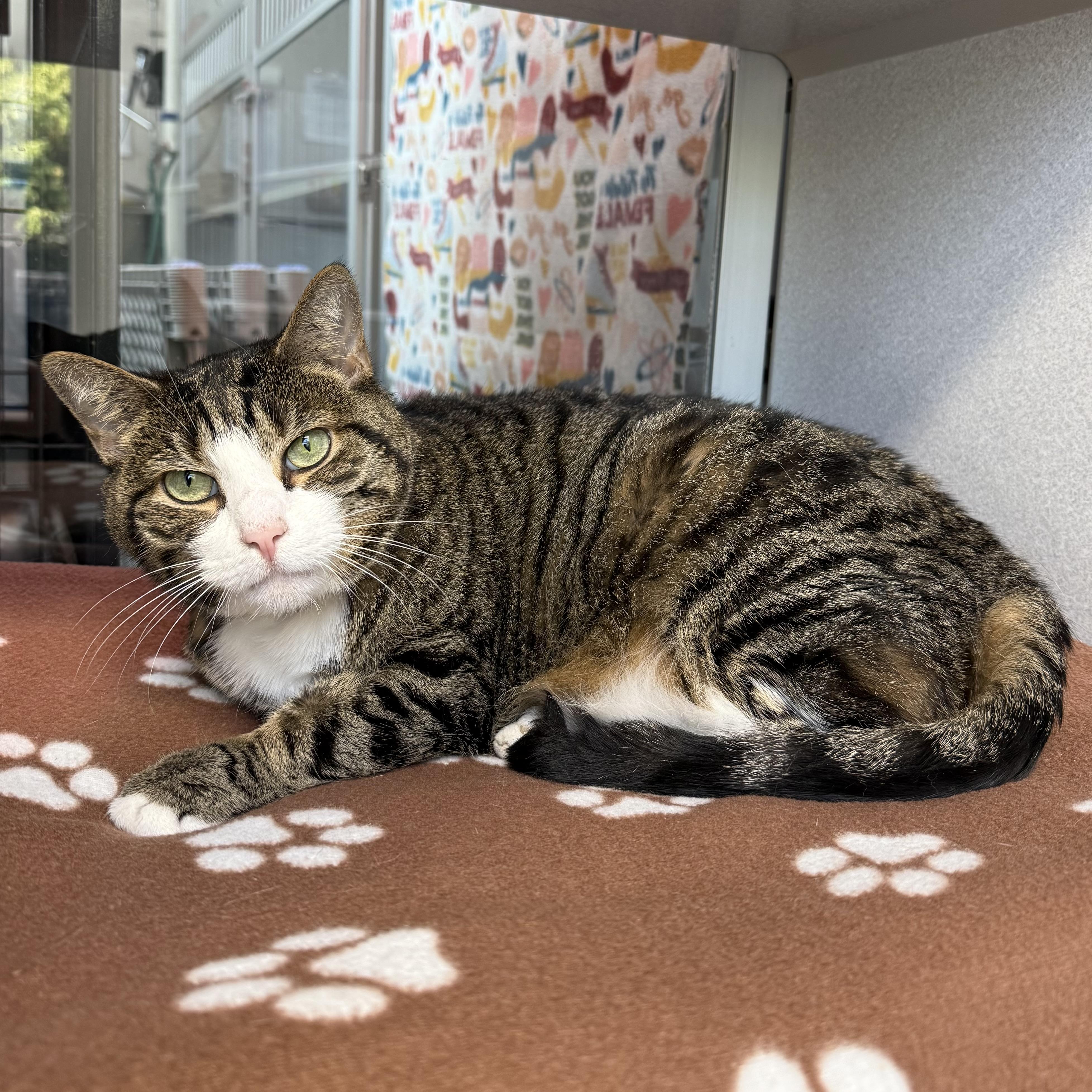 Miss Kitty, a Adoptable mixed breed in West Milford, NJ image 3/4