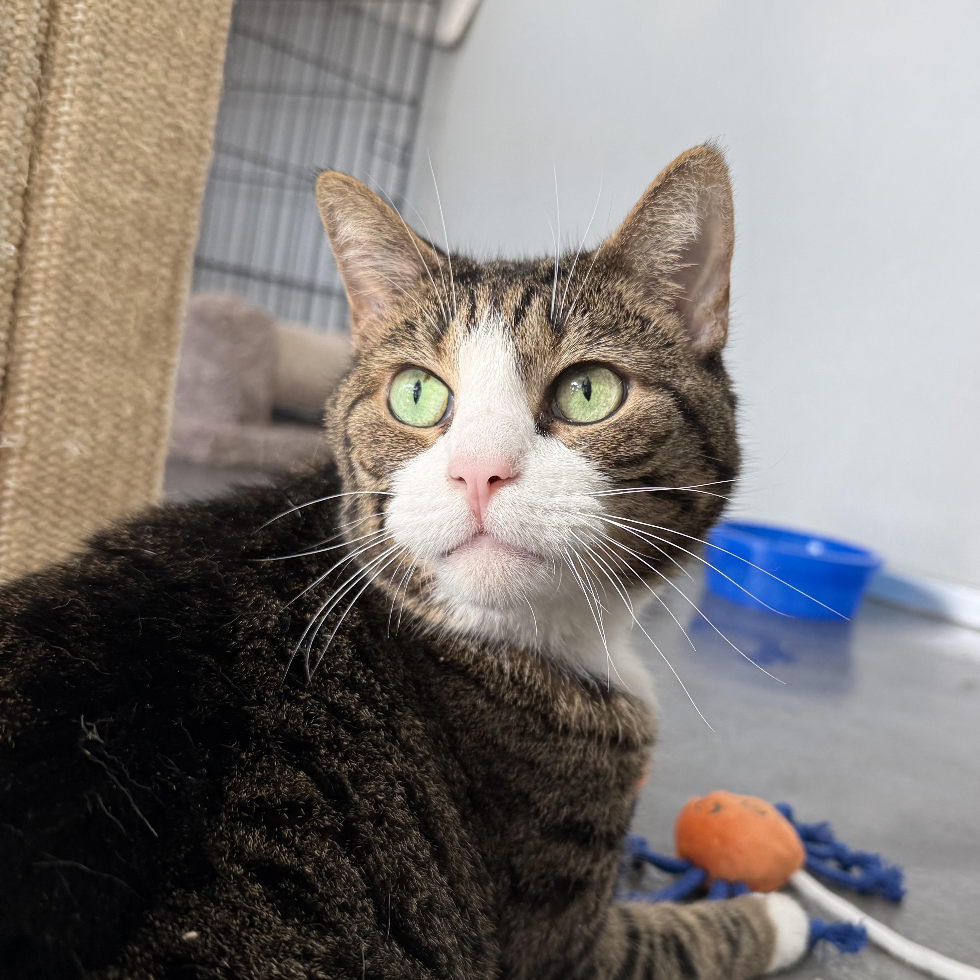 Enlarge Miss Kitty, a Adoptable mixed breed in West Milford, NJ image 1/5