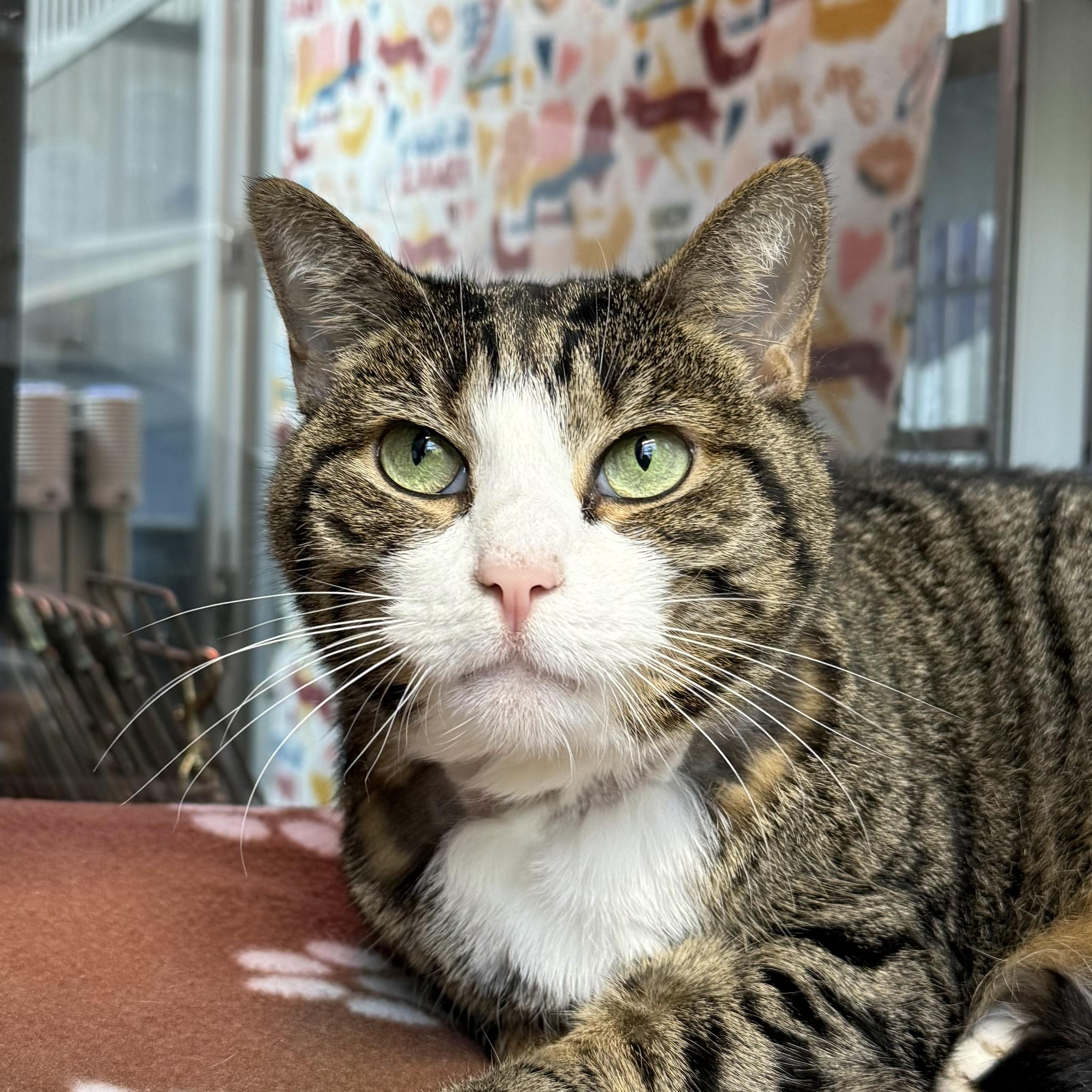 Miss Kitty, Adoptable, Senior Female Domestic Short Hair.