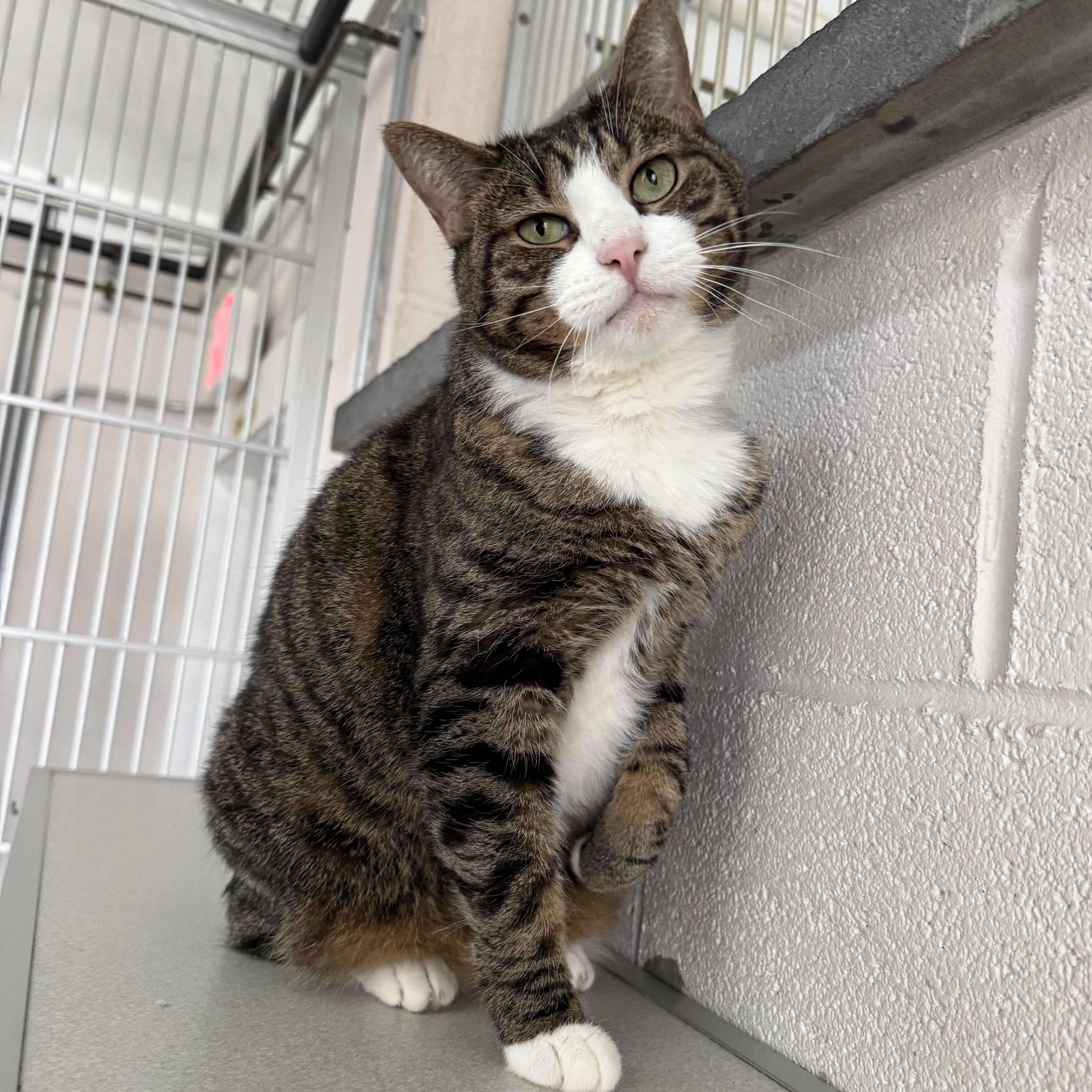 Enlarge Miss Kitty, a Adoptable mixed breed in West Milford, NJ image 3/5