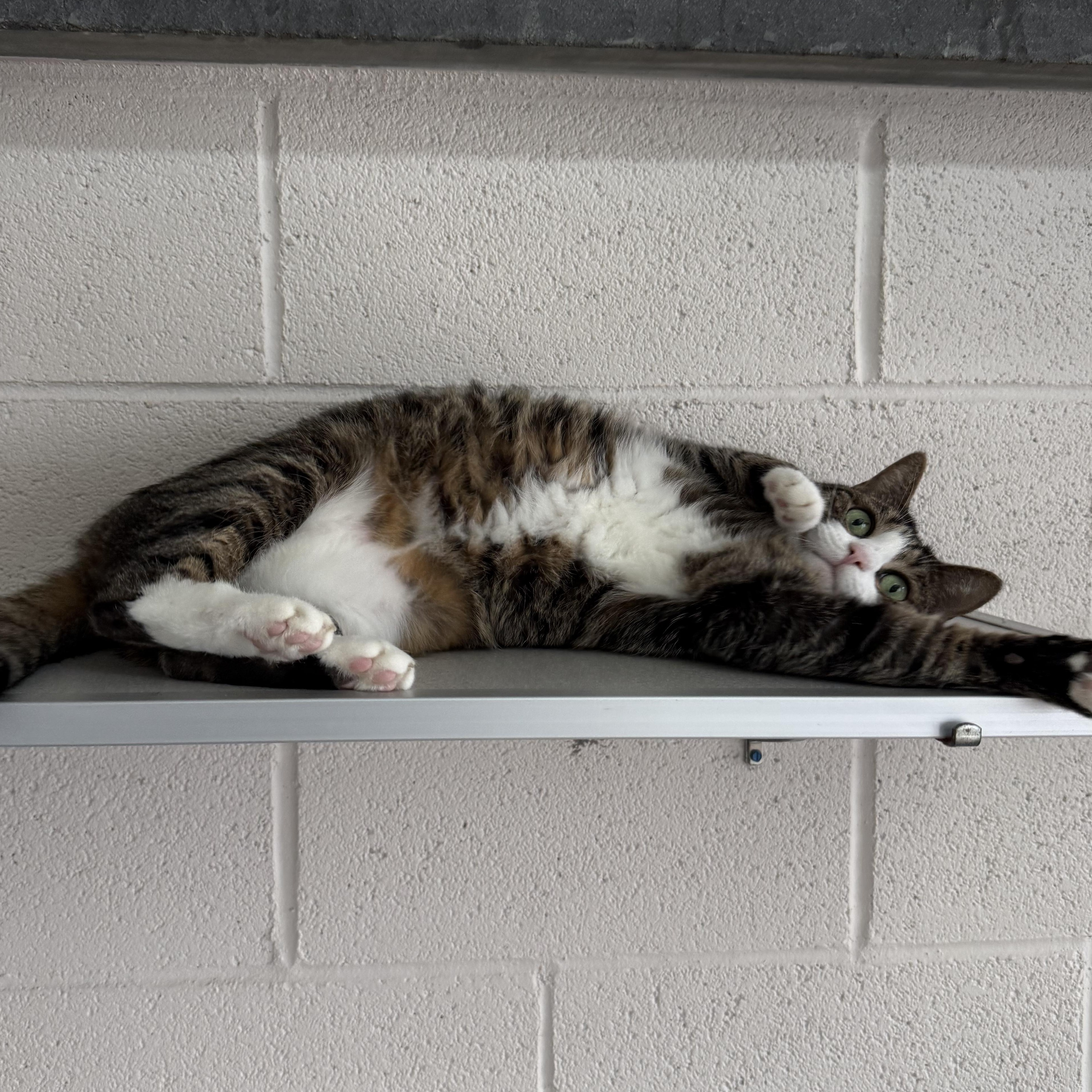 Enlarge Miss Kitty, a Adoptable mixed breed in West Milford, NJ image 4/5