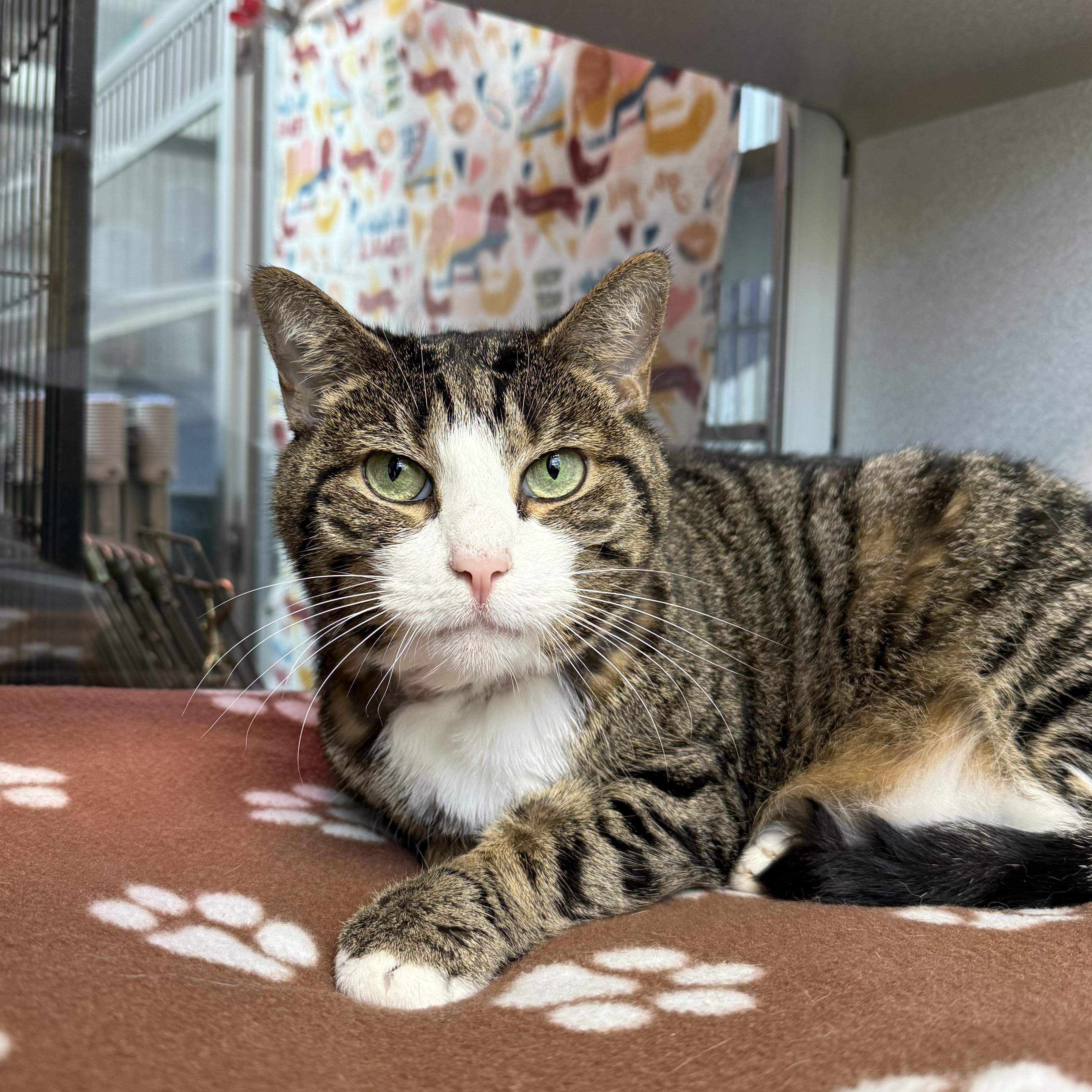 Miss Kitty, a Adoptable mixed breed in West Milford, NJ image 2/4