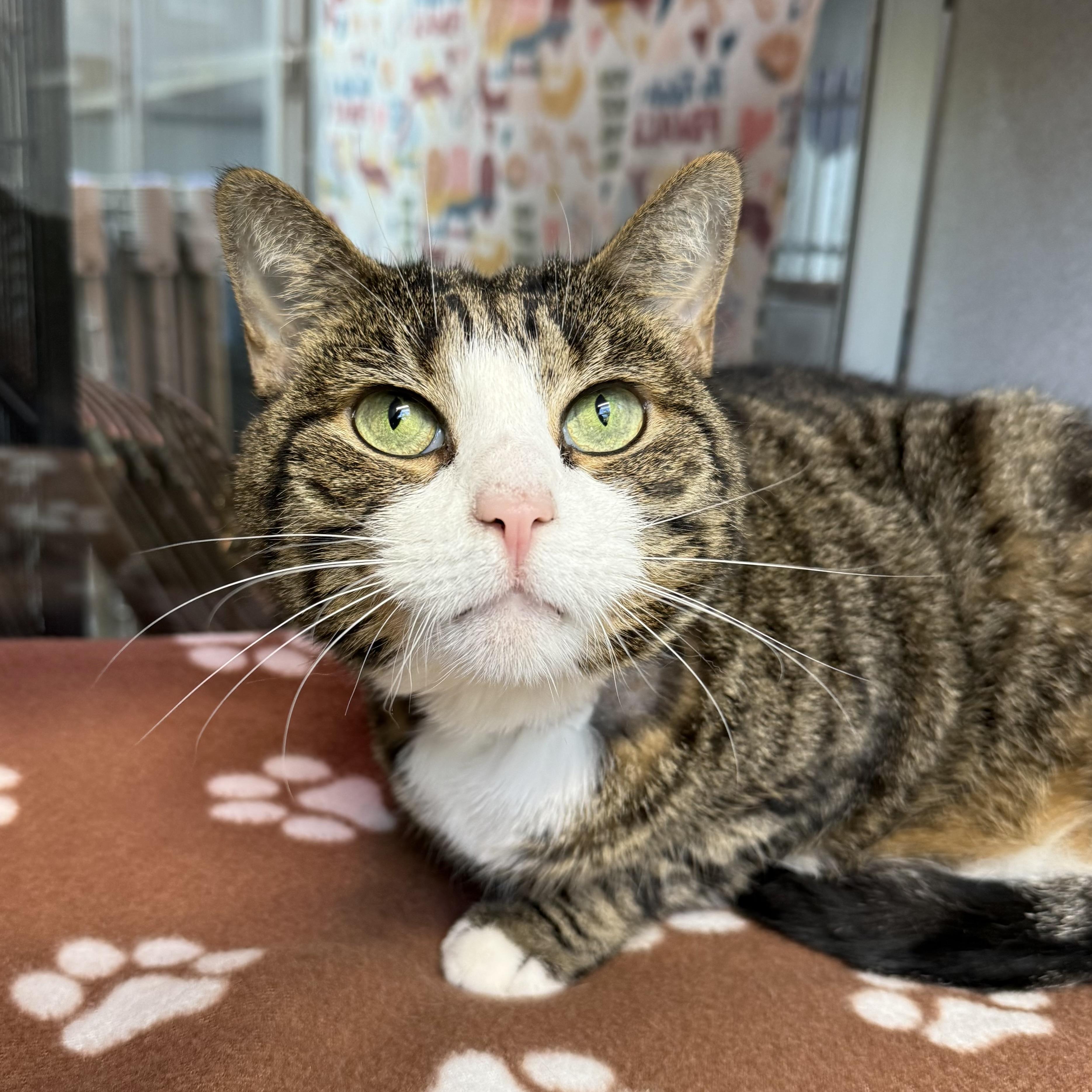 Miss Kitty, a Adoptable mixed breed in West Milford, NJ image 4/4