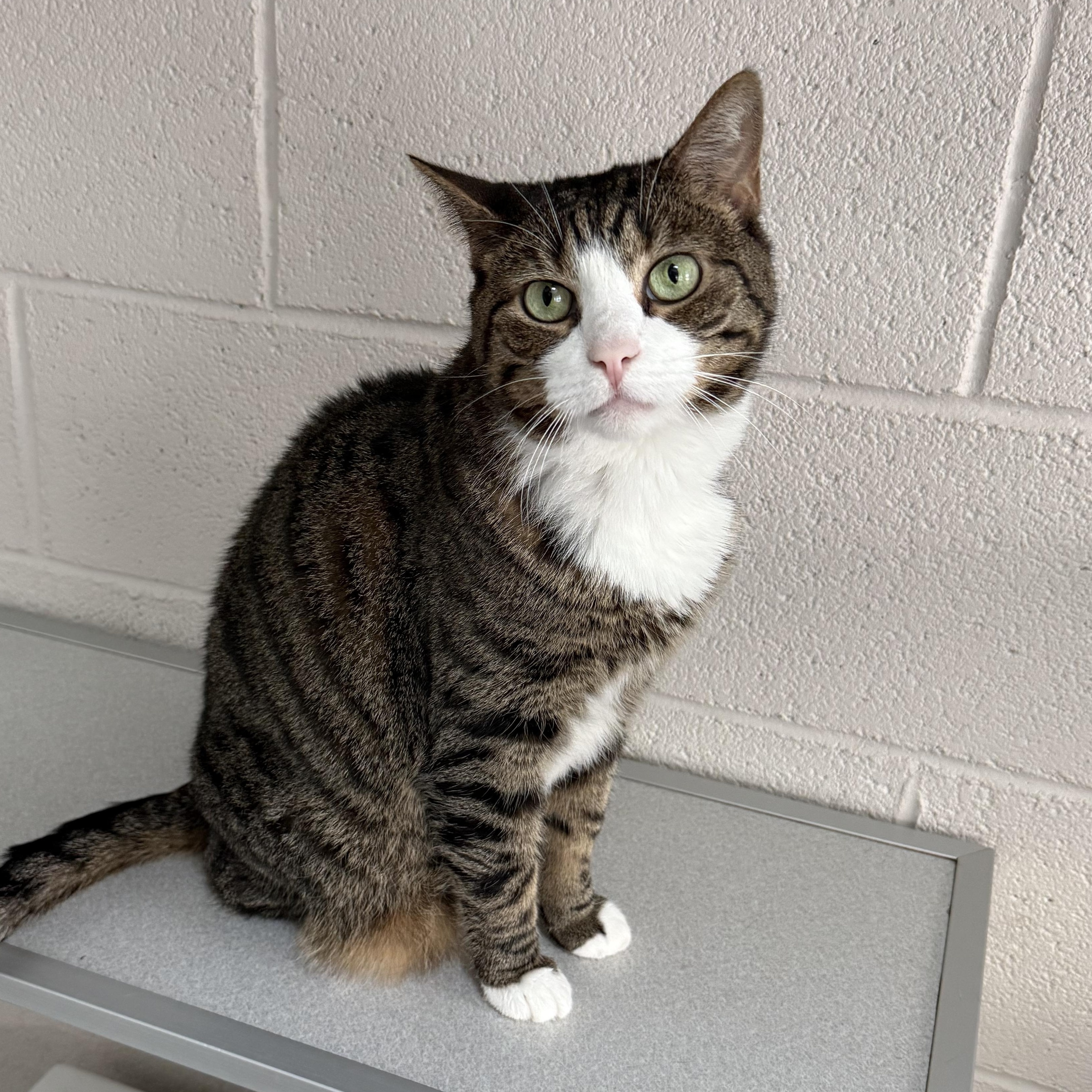 Enlarge Miss Kitty, a Adoptable mixed breed in West Milford, NJ image 5/5