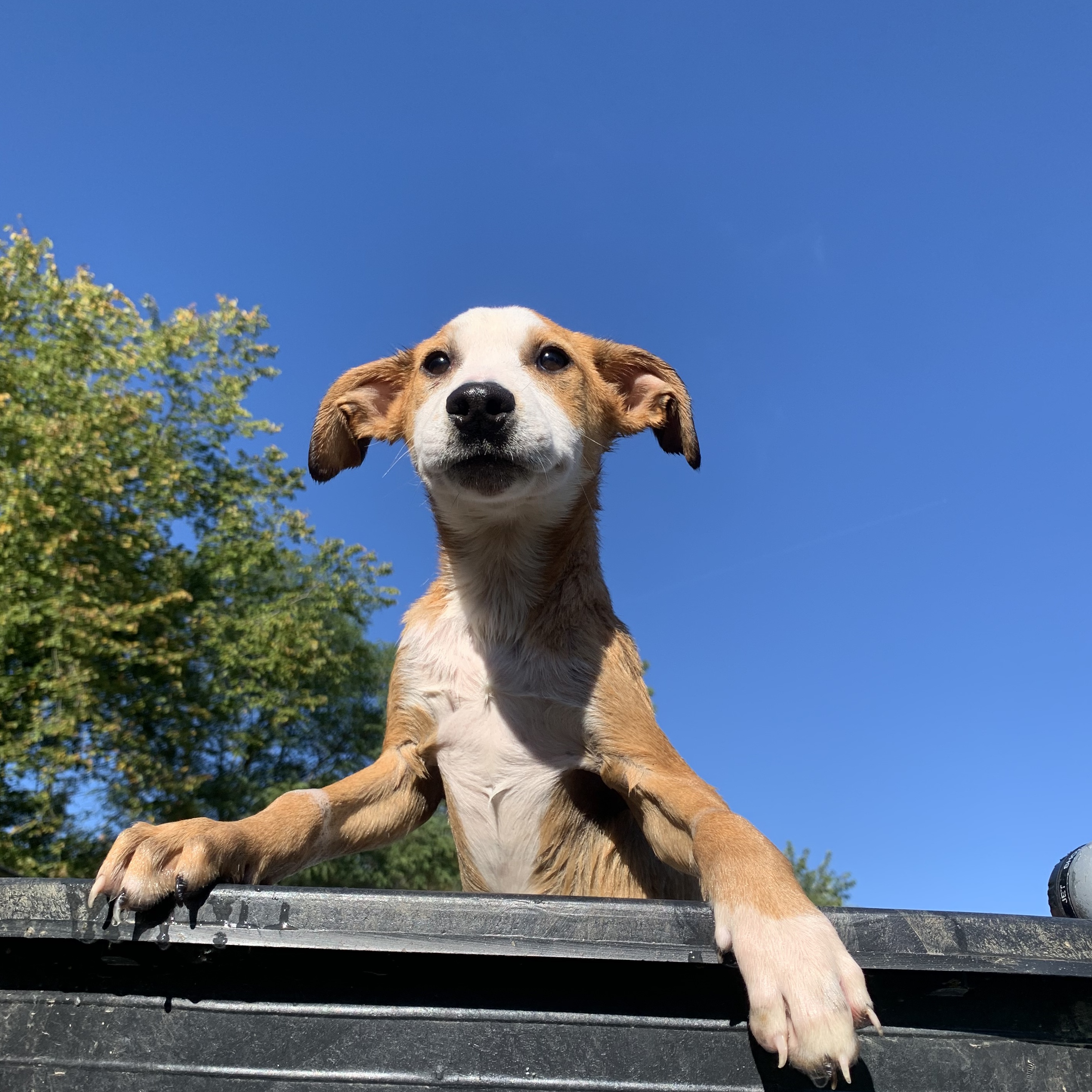 King Peppy