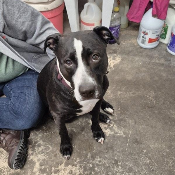 Enlarge Nala, an adopted Mixed Breed in Saint Marys, PA image 2/2