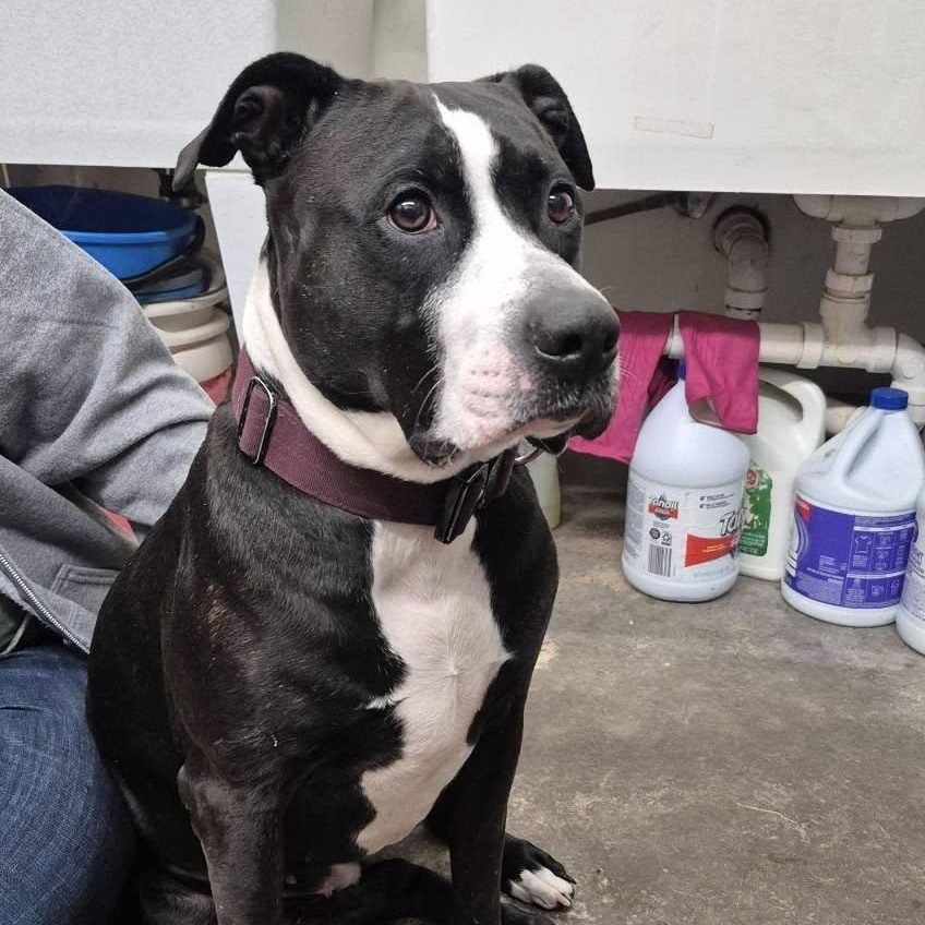 Nala, adopted, Adult Female Mixed Breed.