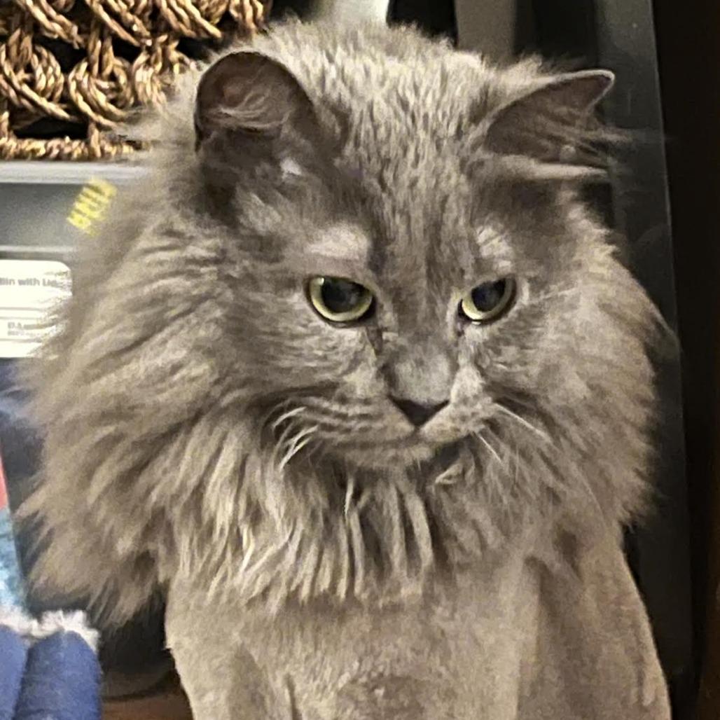 Sterling, Adoptable, Adult Female Domestic Medium Hair.