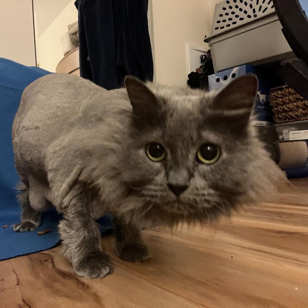 Enlarge Sterling, a Adoptable Domestic Medium Hair in St. Paul, MN image 2/6
