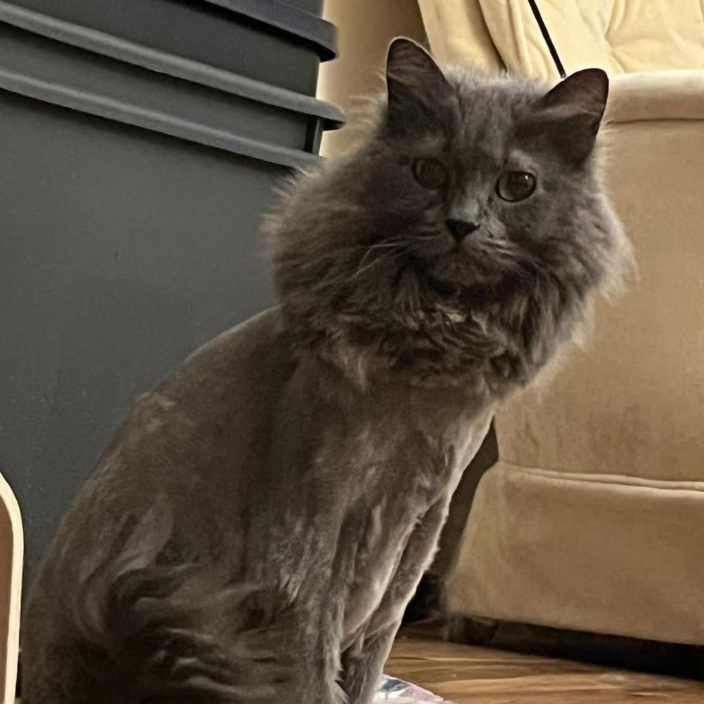 Enlarge Sterling, a Adoptable Domestic Medium Hair in St. Paul, MN image 3/6