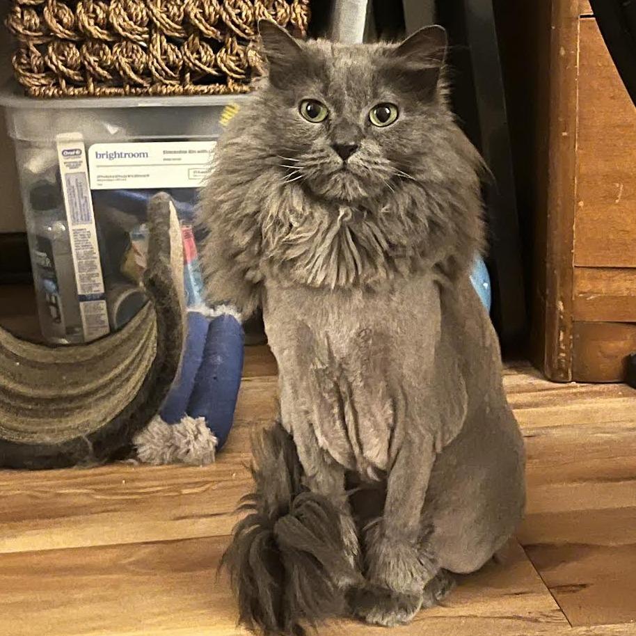 Enlarge Sterling, a Adoptable Domestic Medium Hair in St. Paul, MN image 4/6