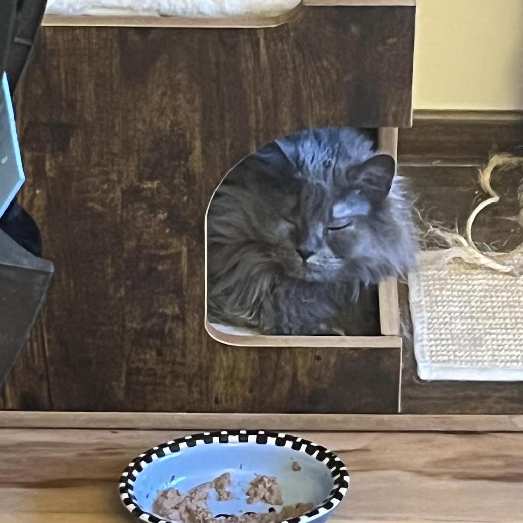 Enlarge Sterling, a Adoptable Domestic Medium Hair in St. Paul, MN image 5/6