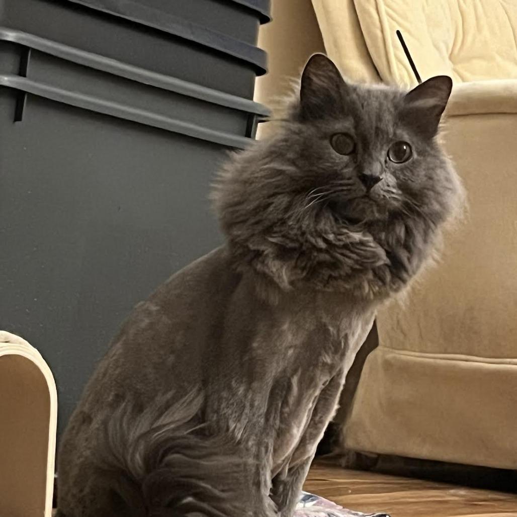 Enlarge Sterling, a Adoptable Domestic Medium Hair in St. Paul, MN image 6/6