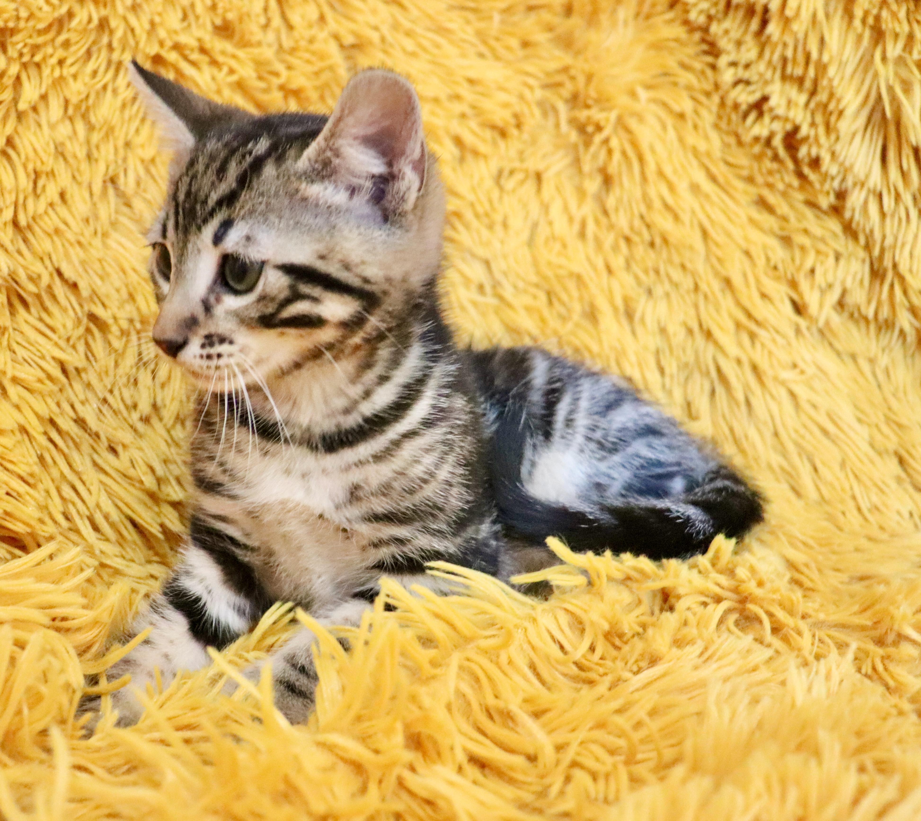 Enlarge Sully, an adopted mixed breed in Saint Augustine, FL image 5/6