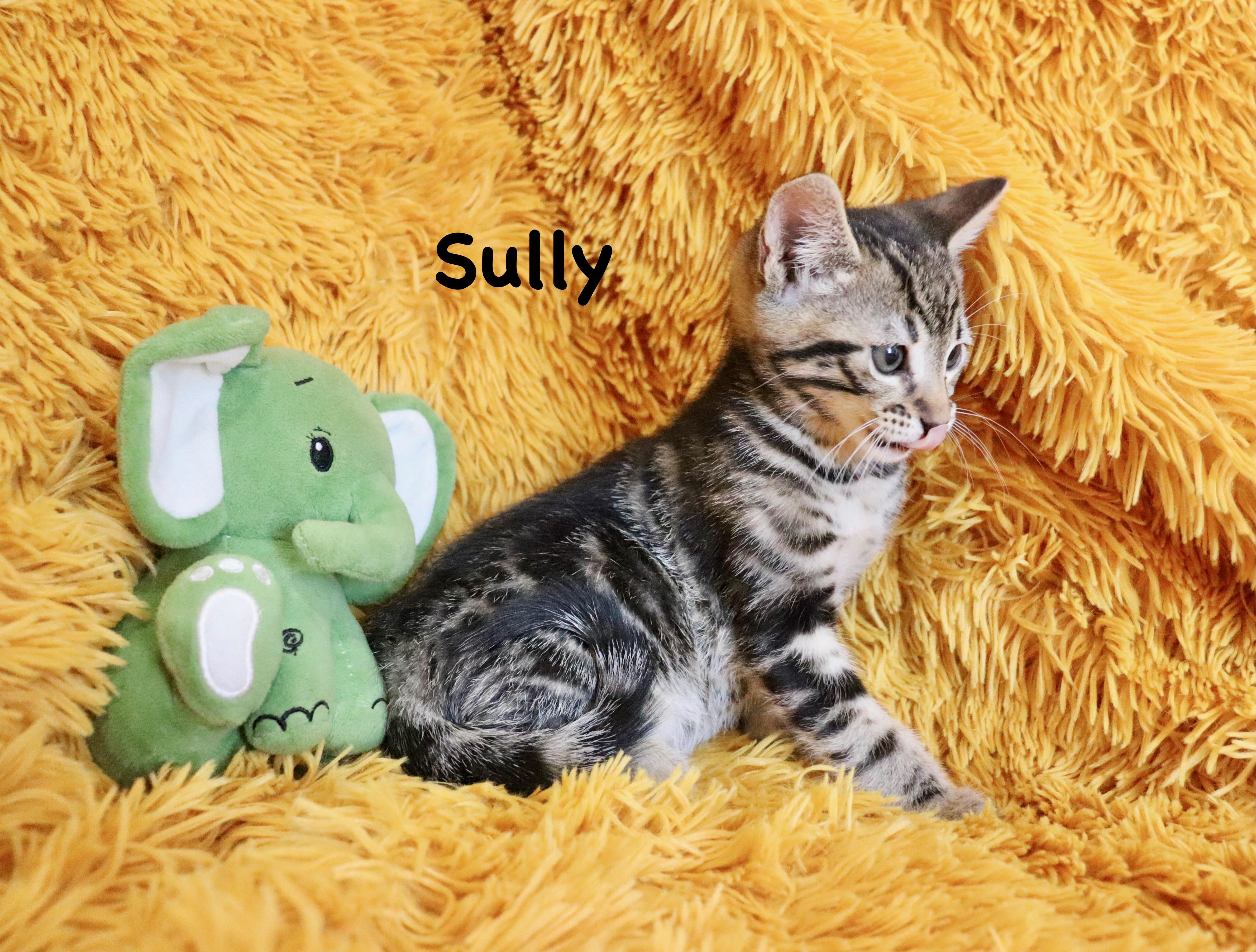Enlarge Sully, an adopted mixed breed in Saint Augustine, FL image 1/6
