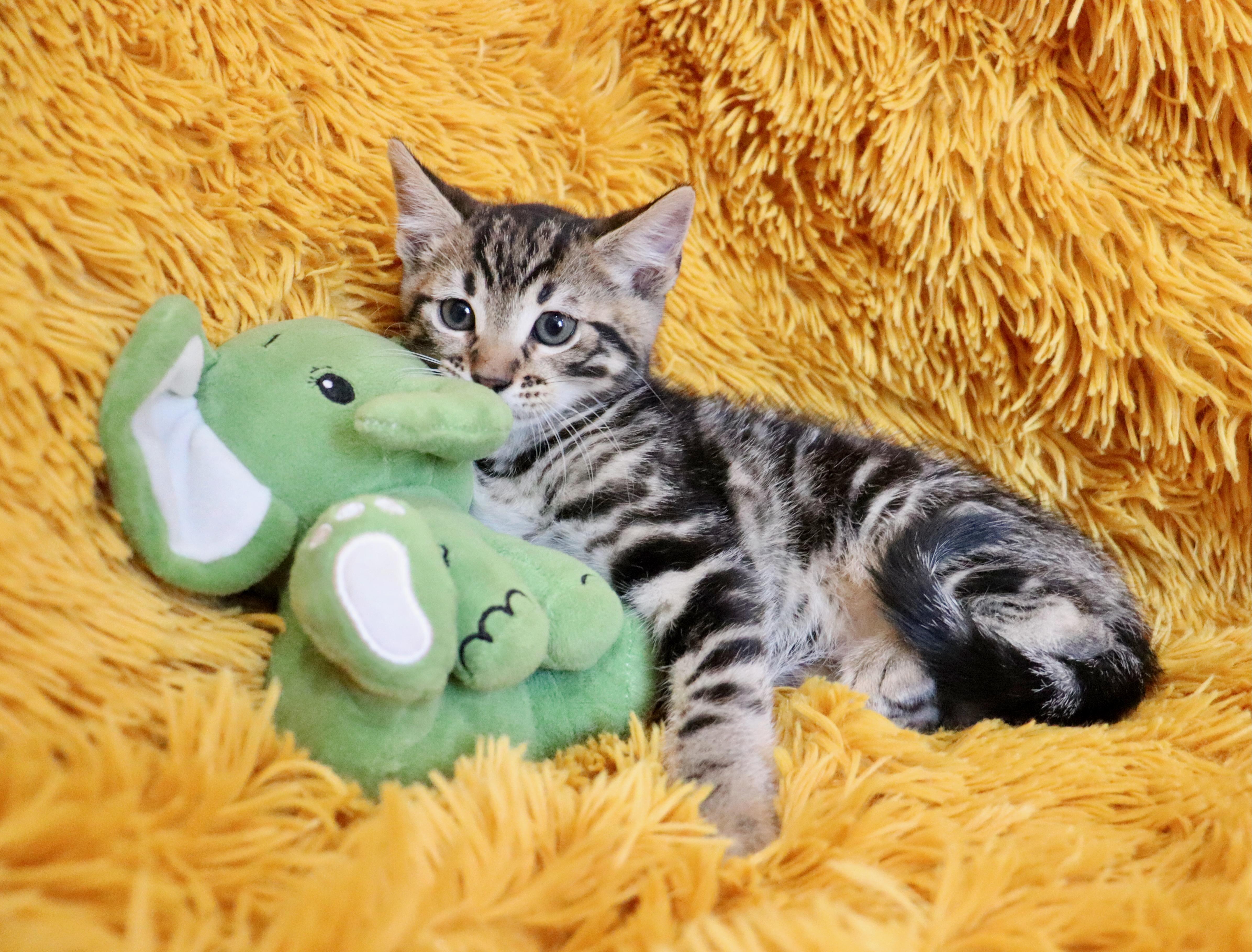 Enlarge Sully, an adopted mixed breed in Saint Augustine, FL image 2/6