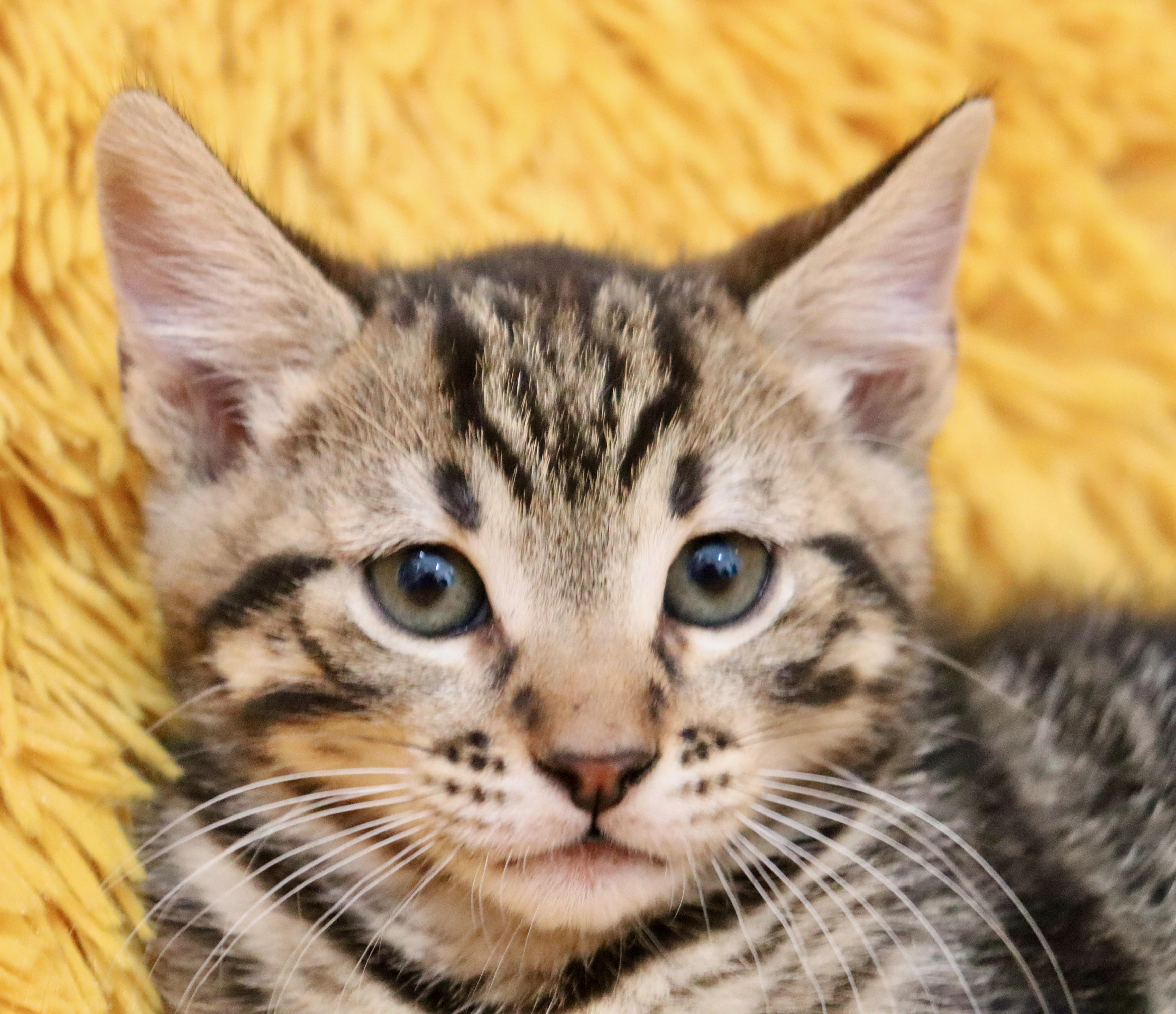 Enlarge Sully, an adopted mixed breed in Saint Augustine, FL image 3/6