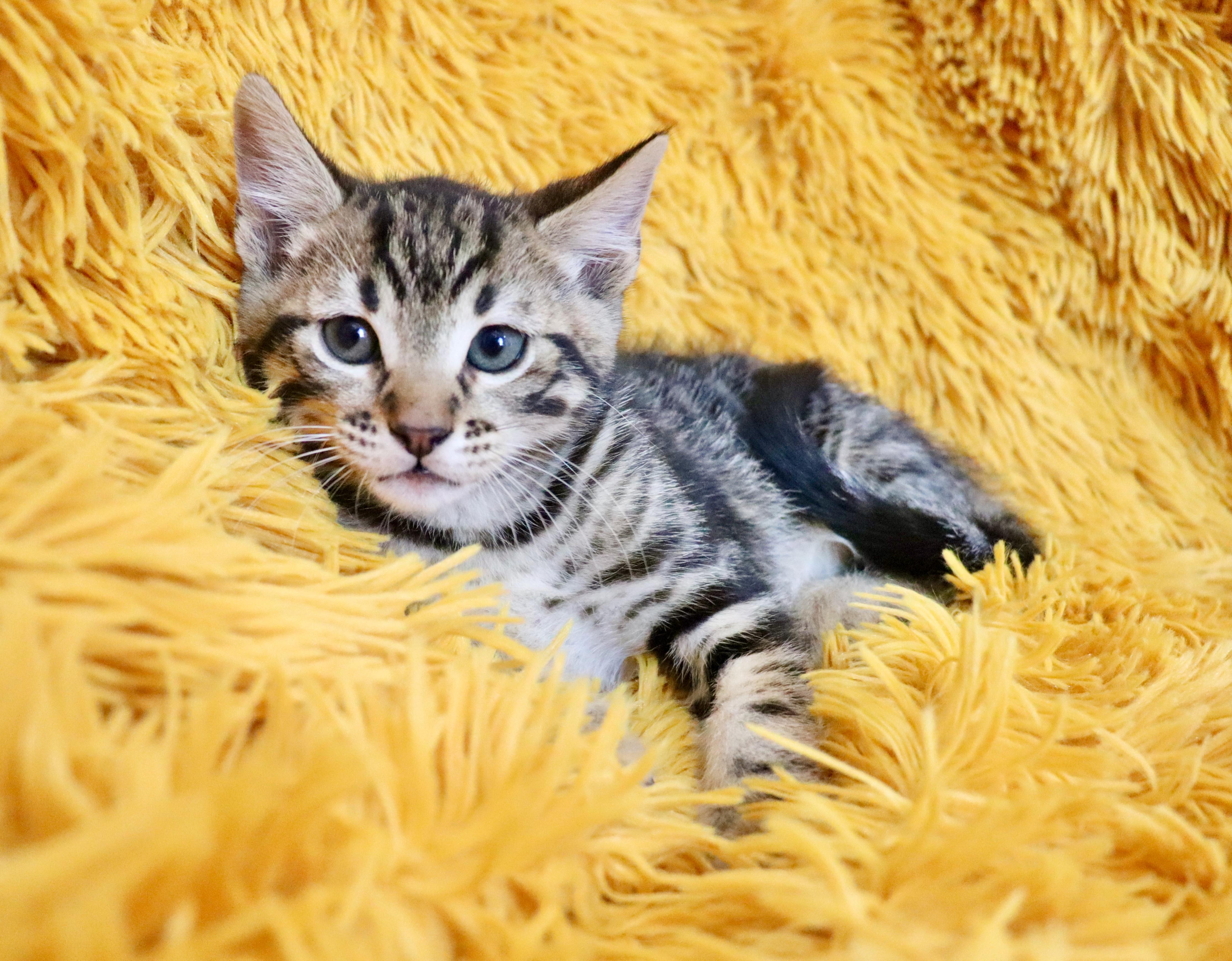 Enlarge Sully, an adopted mixed breed in Saint Augustine, FL image 4/6