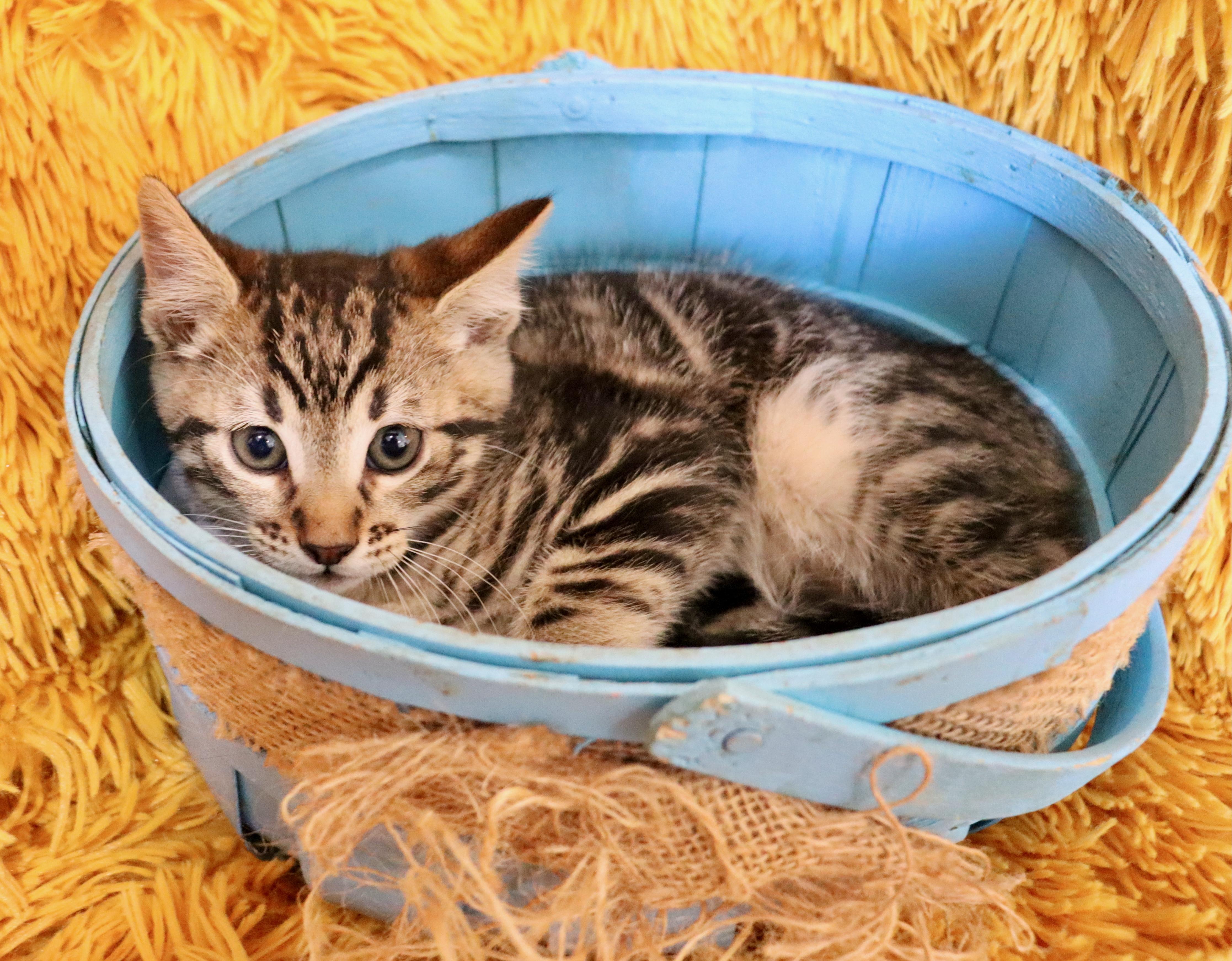 Enlarge Sully, an adopted mixed breed in Saint Augustine, FL image 6/6