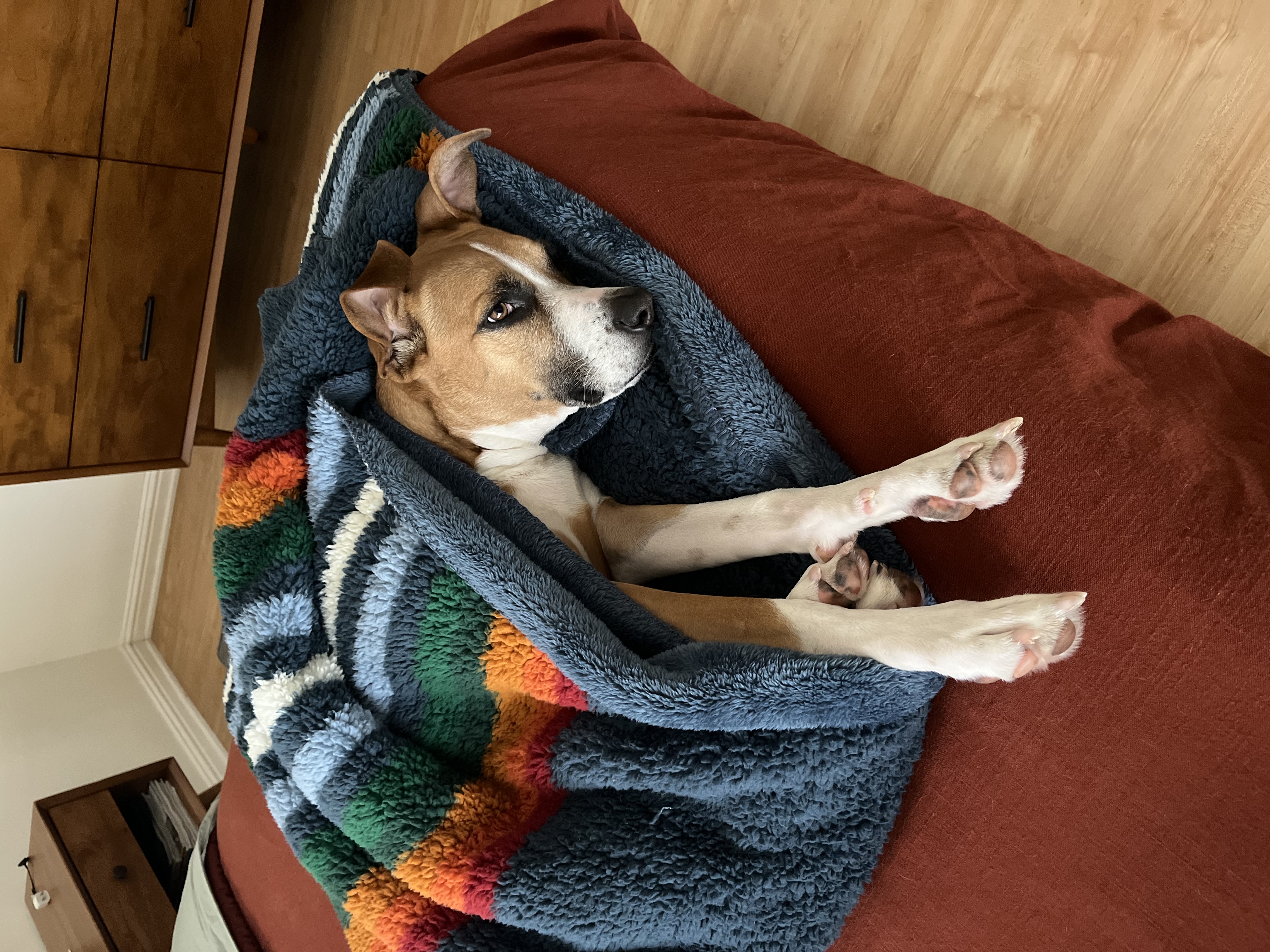 Juno, a Adoptable Pit Bull Terrier in Santa Clarita, CA image 4/5