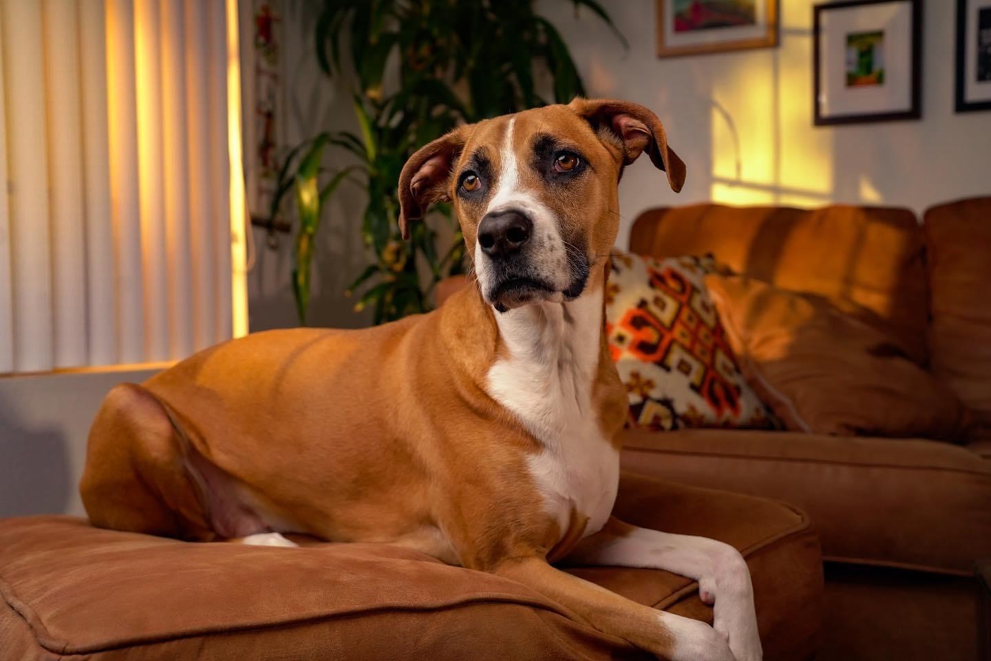 Juno, a Adoptable Pit Bull Terrier in Santa Clarita, CA image 2/5