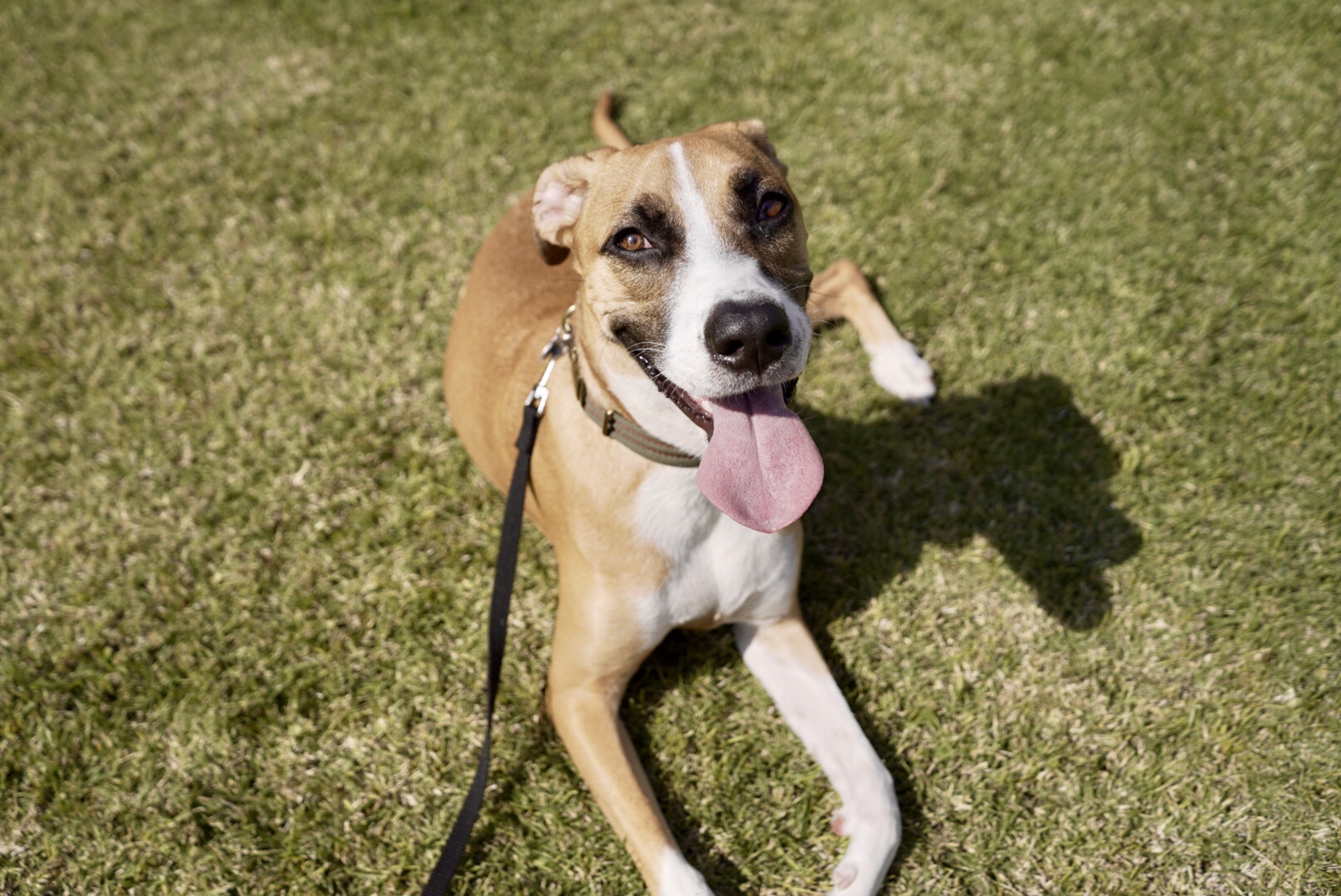 Juno, a Adoptable Pit Bull Terrier in Santa Clarita, CA image 5/5