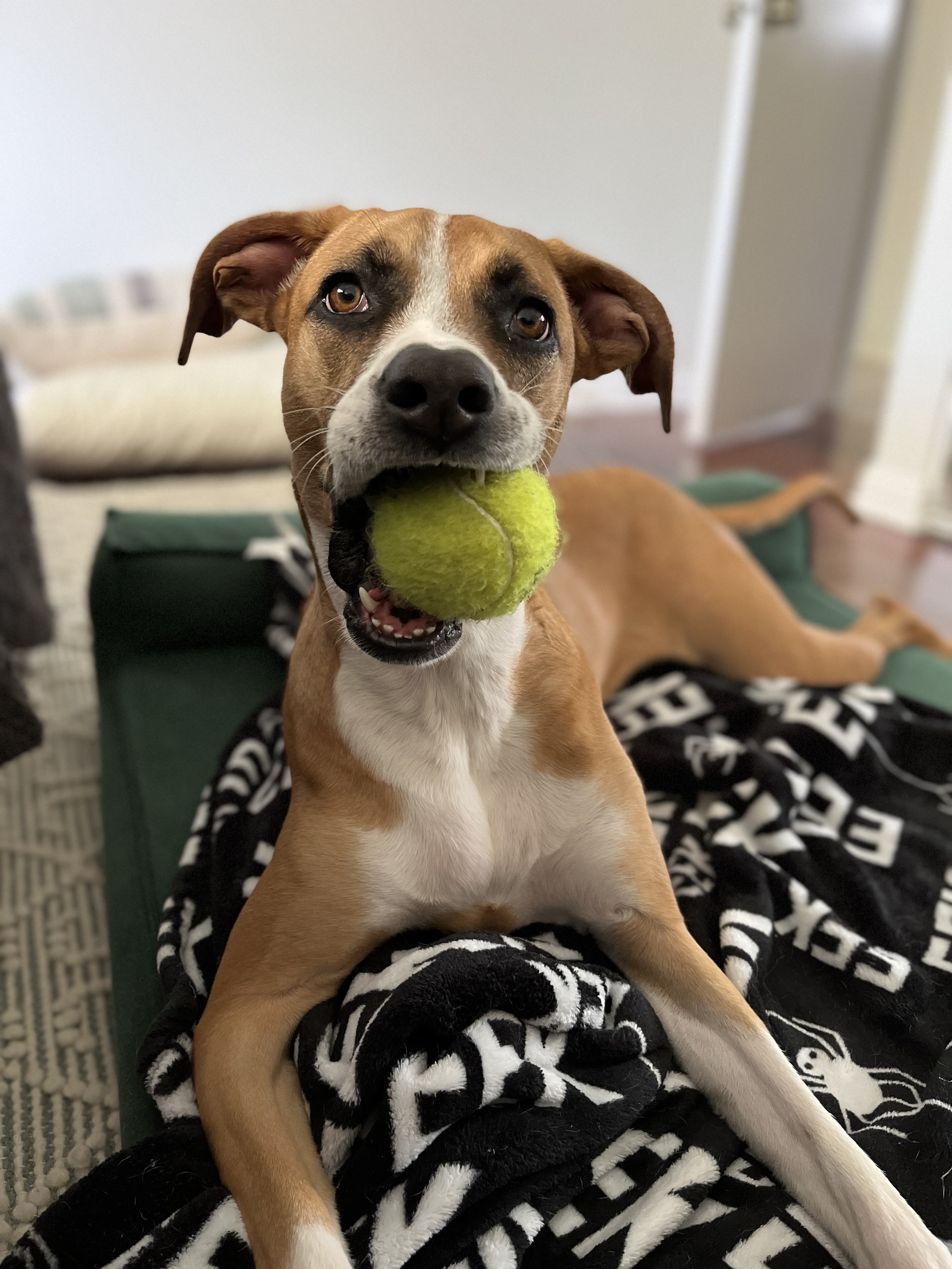 Juno, Adult Female Pit Bull Terrier