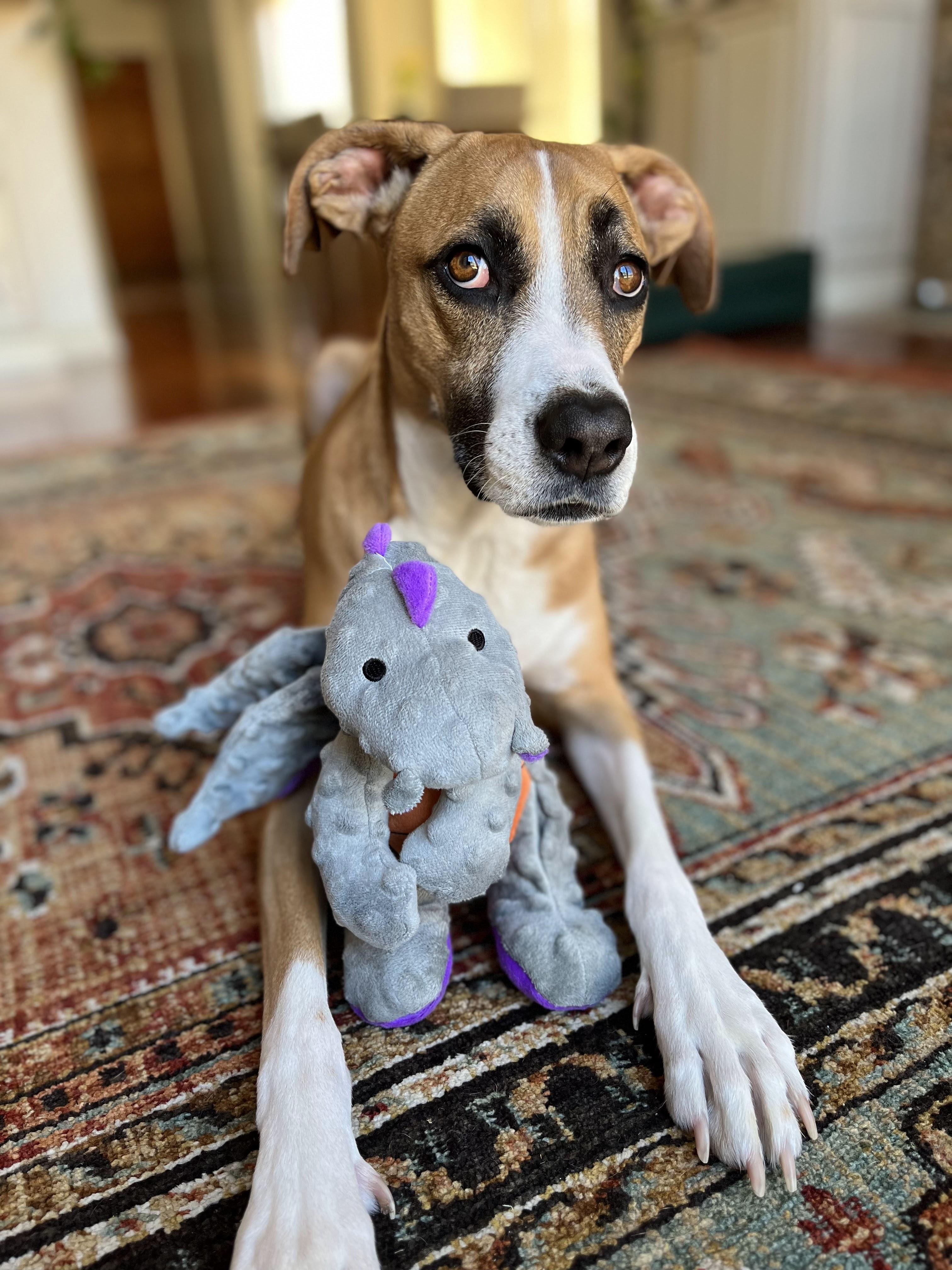 Juno, a Adoptable Pit Bull Terrier in Santa Clarita, CA image 3/5