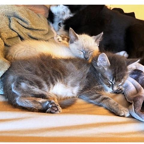 Gravy and Potato, an adopted Tabby in Salt Lake City, UT image 3/3