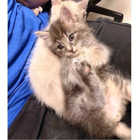 Gravy and Potato, adopted, Kitten Male Tabby.