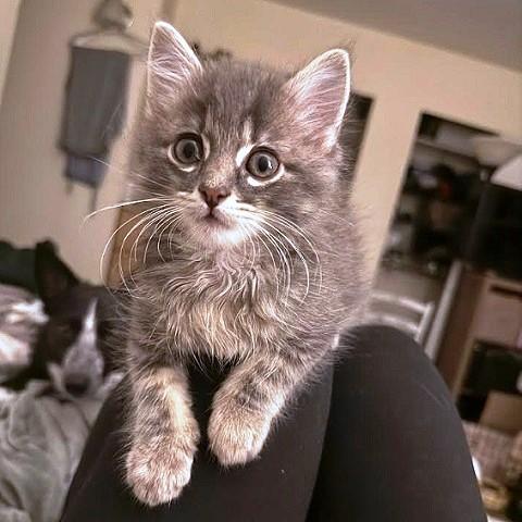 Gravy and Potato, an adopted Tabby in Salt Lake City, UT image 2/3