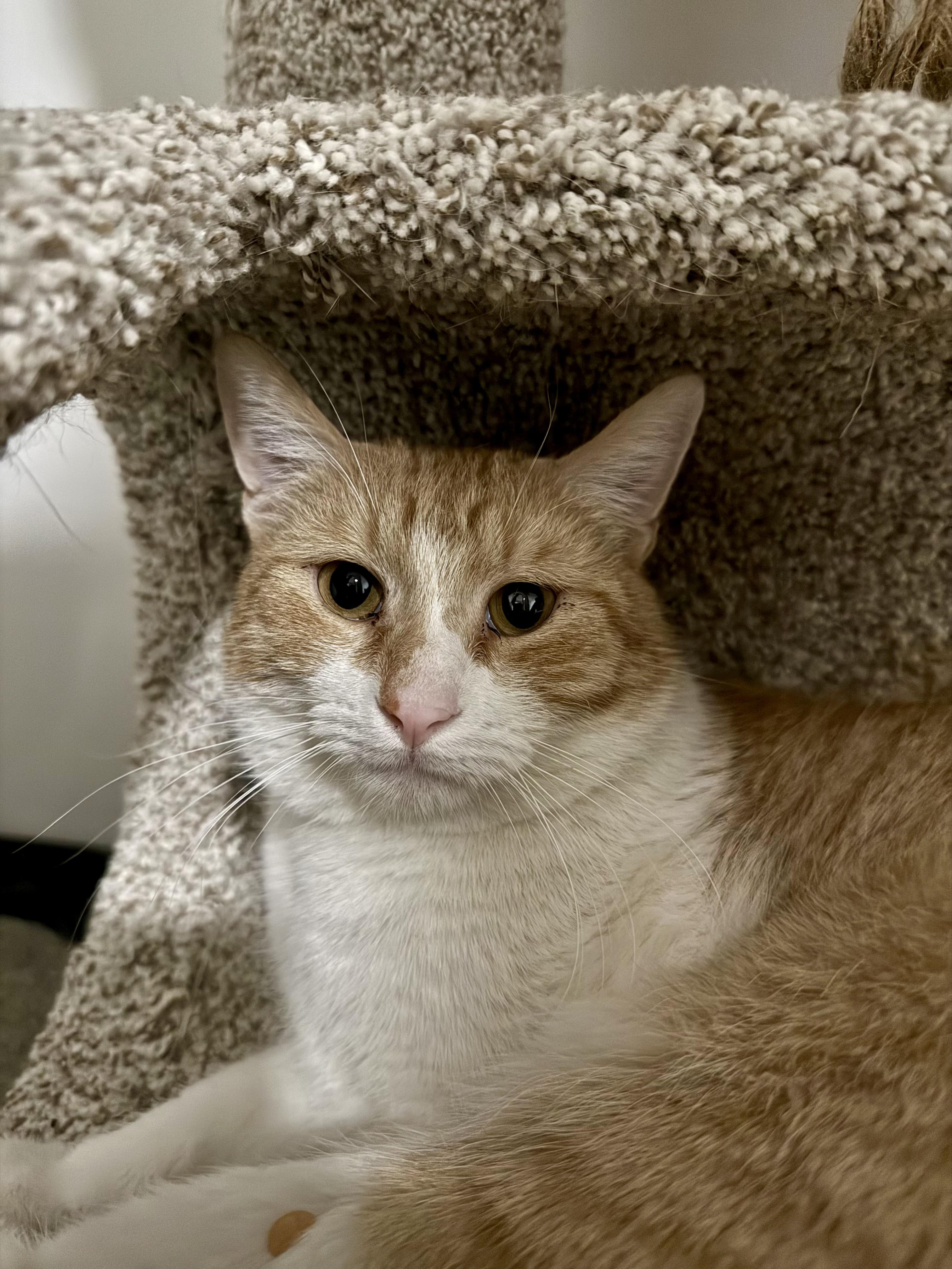 Enlarge Lion, a ADOPTABLE Domestic Short Hair in Marana, AZ image 1/1