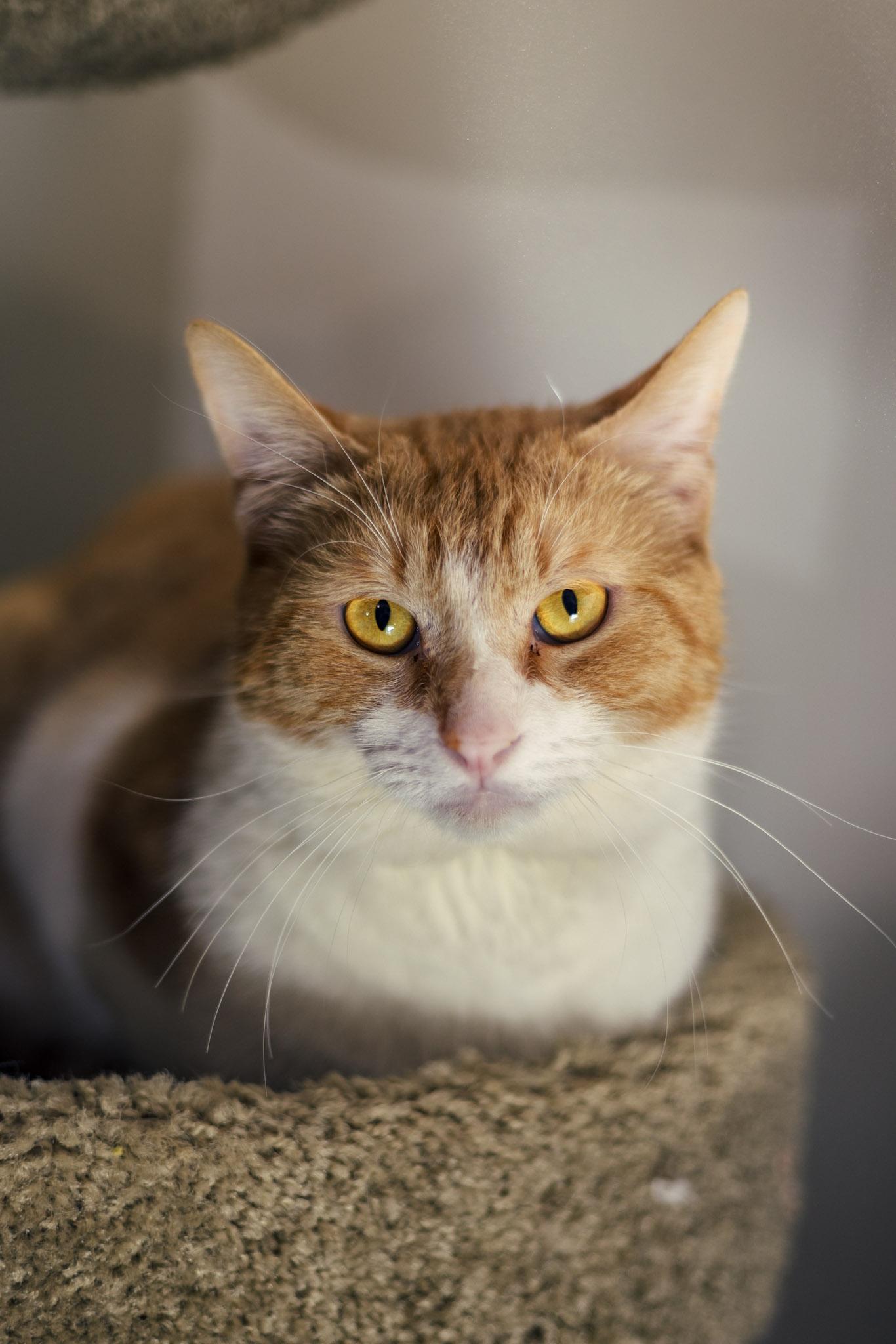 Enlarge Lion, a ADOPTABLE Domestic Short Hair in Marana, AZ image 1/3