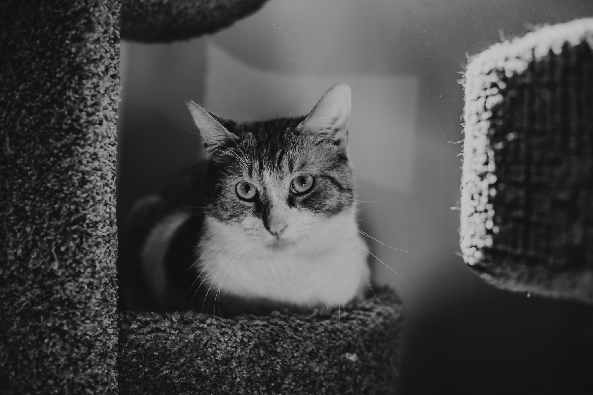 Enlarge Lion, a ADOPTABLE Domestic Short Hair in Marana, AZ image 2/3