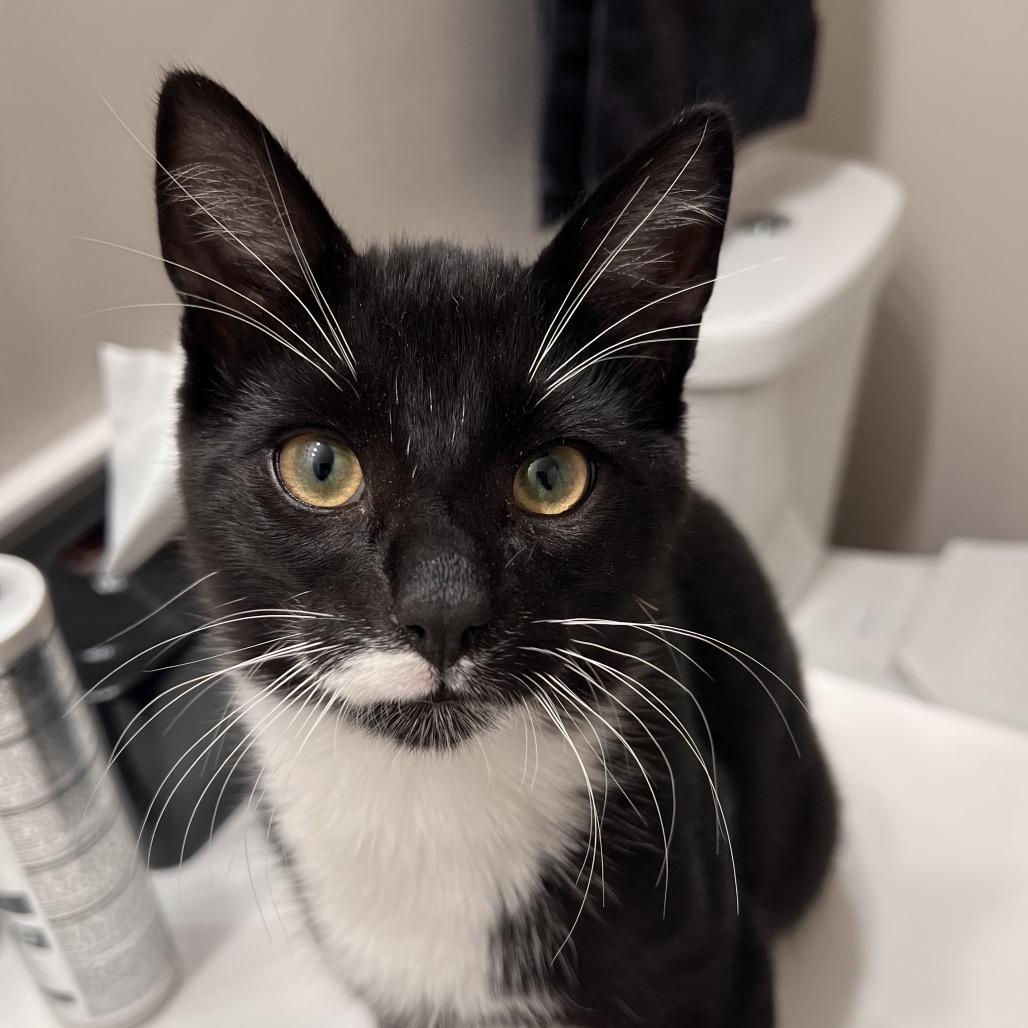 Enlarge Rush, a Adoptable Domestic Short Hair in North Canton, OH image 1/4