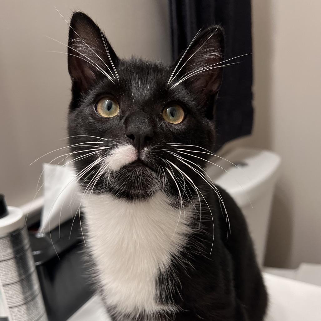 Enlarge Rush, a Adoptable Domestic Short Hair in North Canton, OH image 3/4