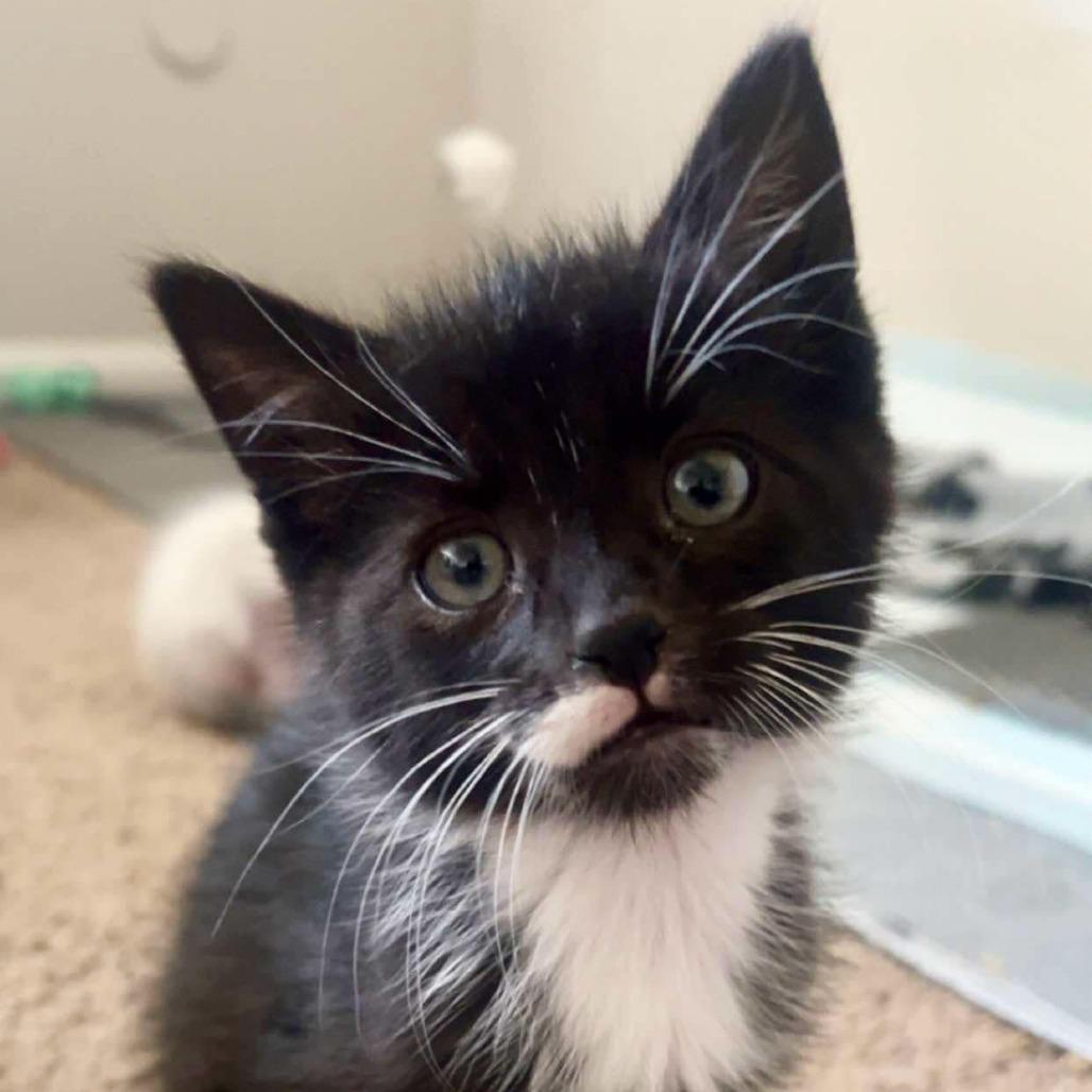 Enlarge Rush, a Adoptable Domestic Short Hair in North Canton, OH image 4/4