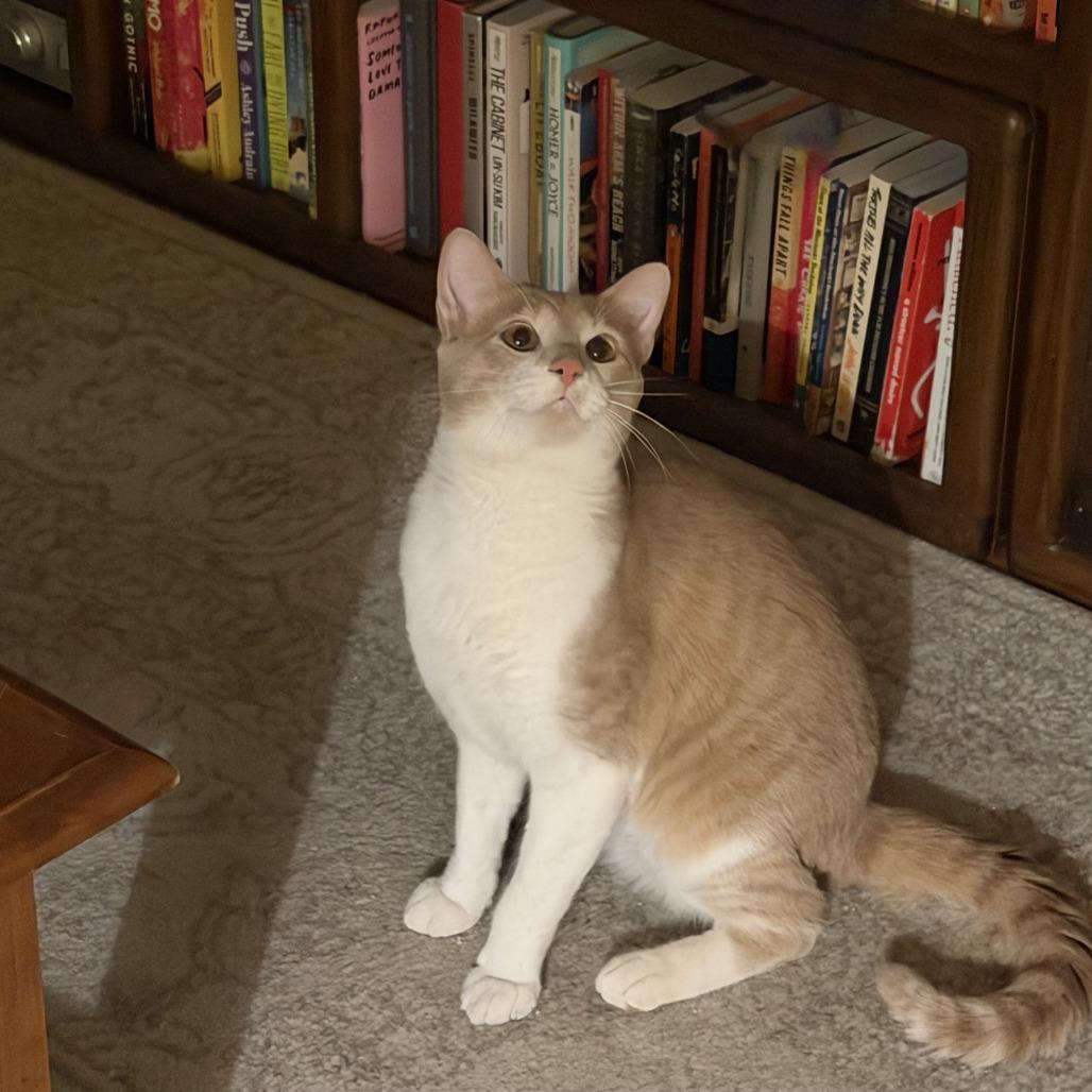 Maximus, Adoptable, Adult Male Domestic Short Hair.