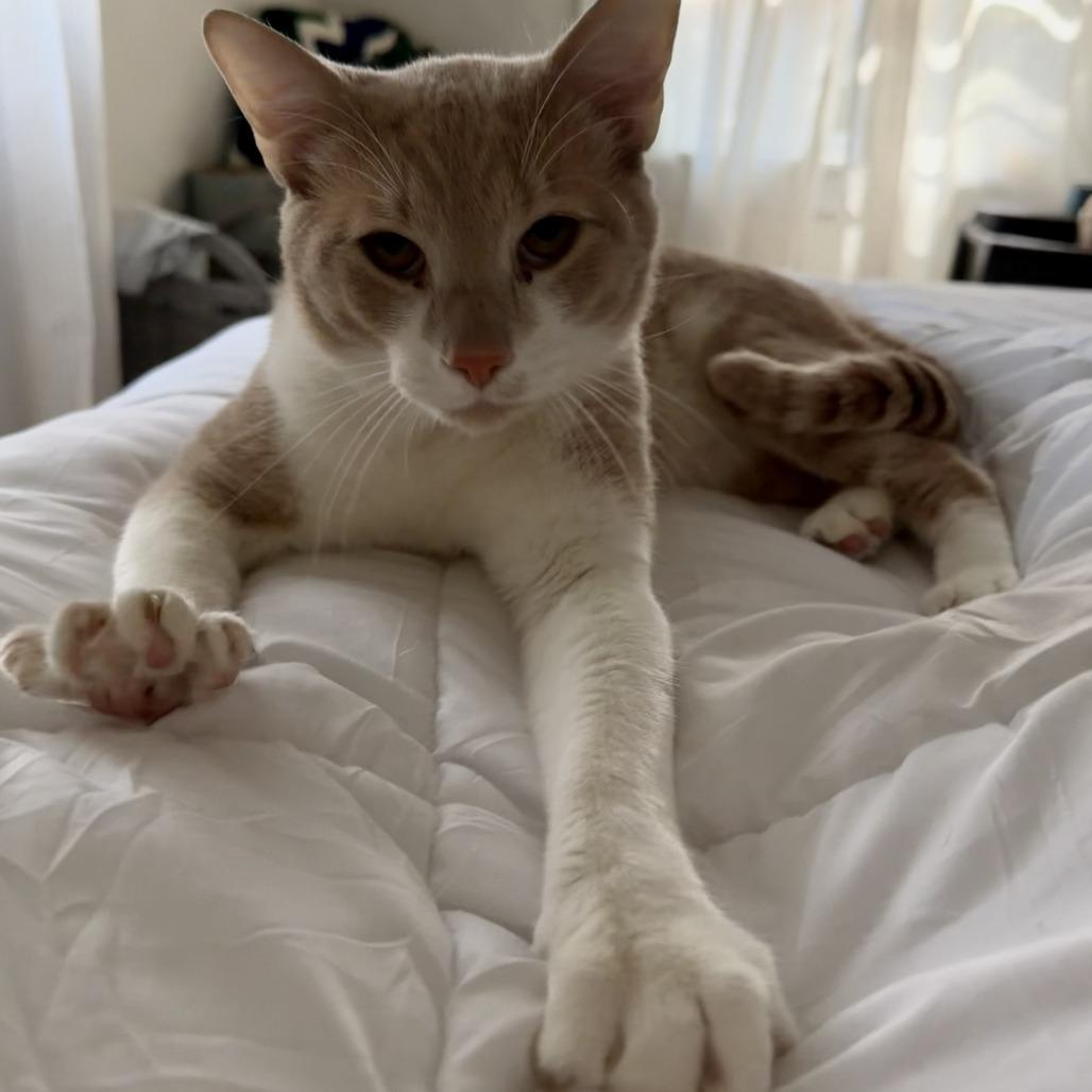 Maximus, a Adoptable Domestic Short Hair in Gainesville, FL image 2/5