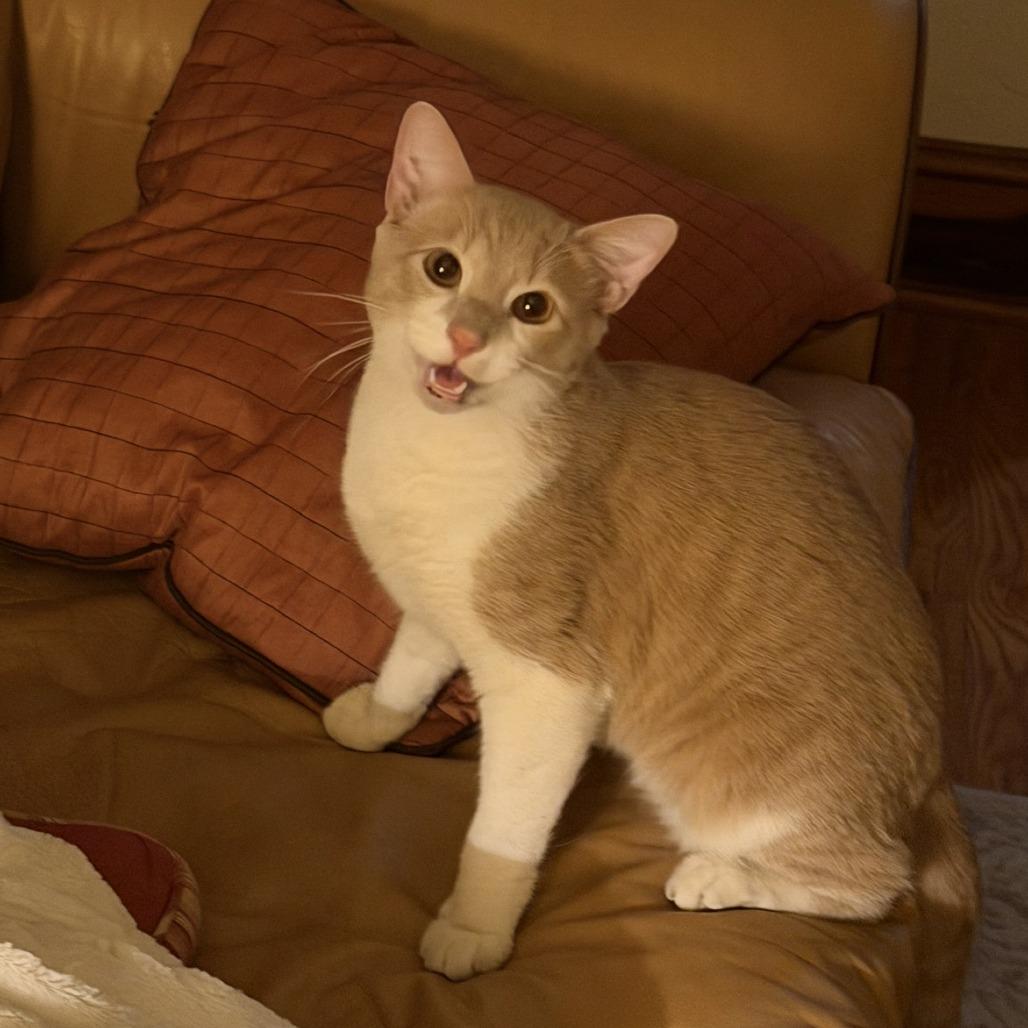 Maximus, a Adoptable Domestic Short Hair in Gainesville, FL image 3/5