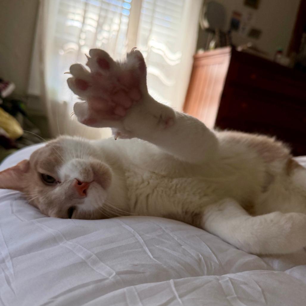 Maximus, a Adoptable Domestic Short Hair in Gainesville, FL image 4/5