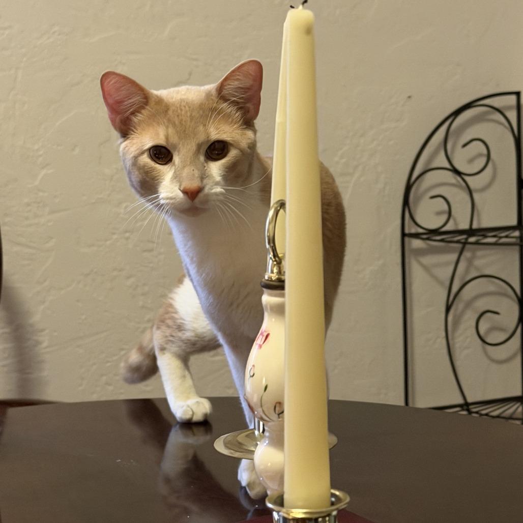 Maximus, a Adoptable Domestic Short Hair in Gainesville, FL image 5/5