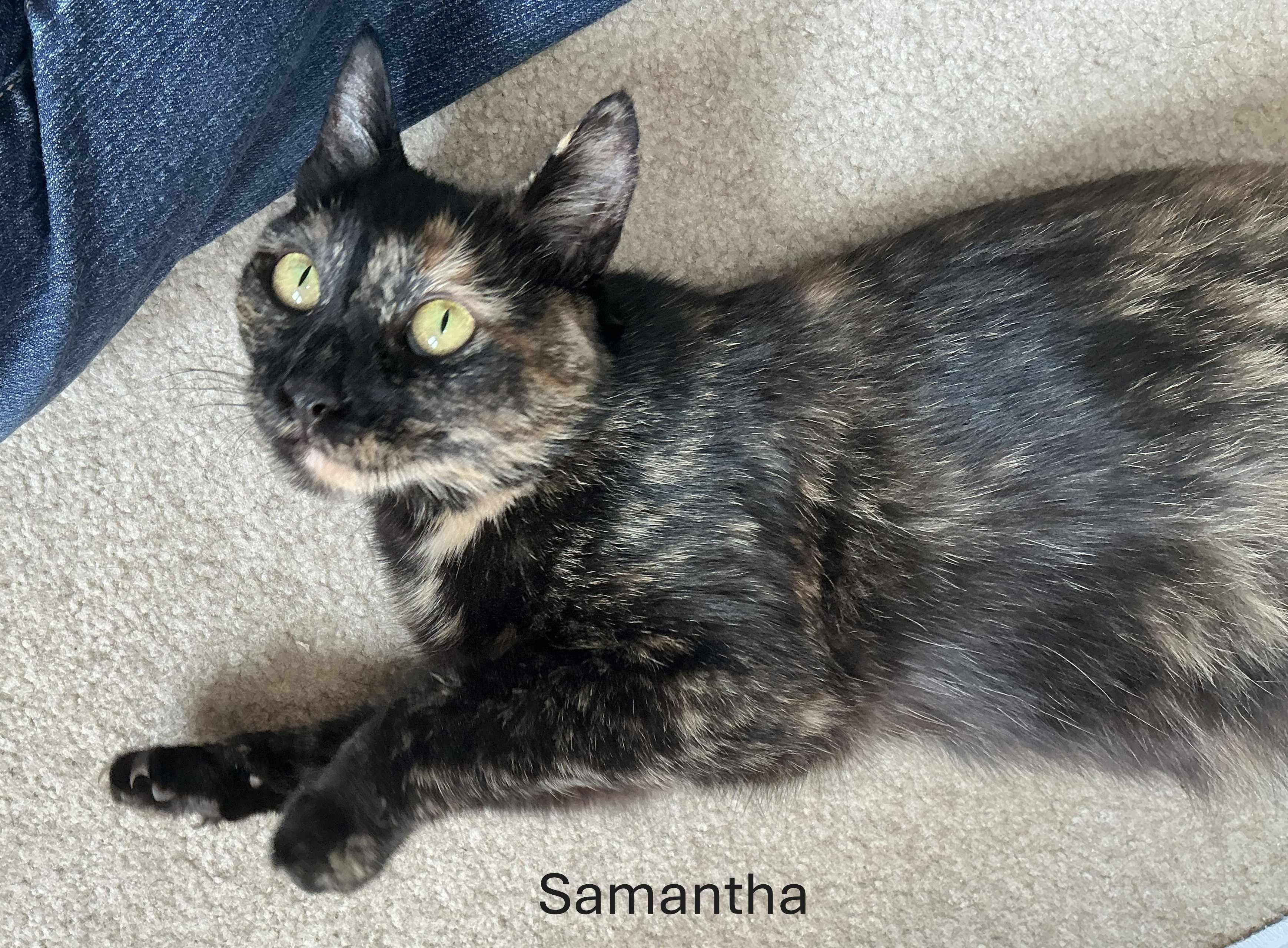 Samantha, Adoptable, Adult Female Tortoiseshell.