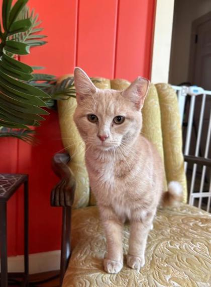 Jimm, Adoptable, Adult Male Domestic Short Hair & Domestic Short Hair.