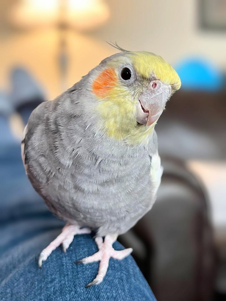 Enlarge Paul, a Adoptable Cockatiel in Ballwin, MO image 2/6