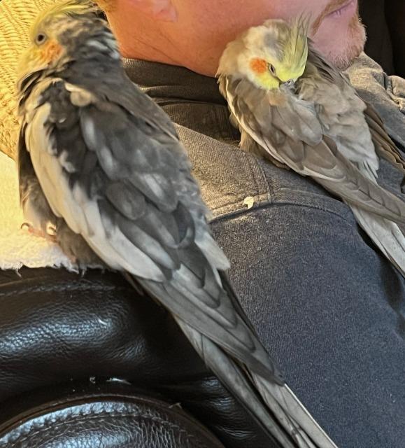 Enlarge Paul, a Adoptable Cockatiel in Ballwin, MO image 3/6