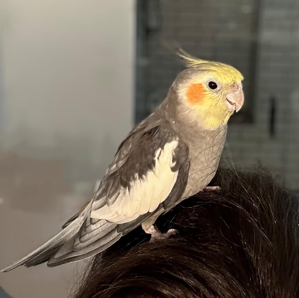 Enlarge Paul, a Adoptable Cockatiel in Ballwin, MO image 4/6