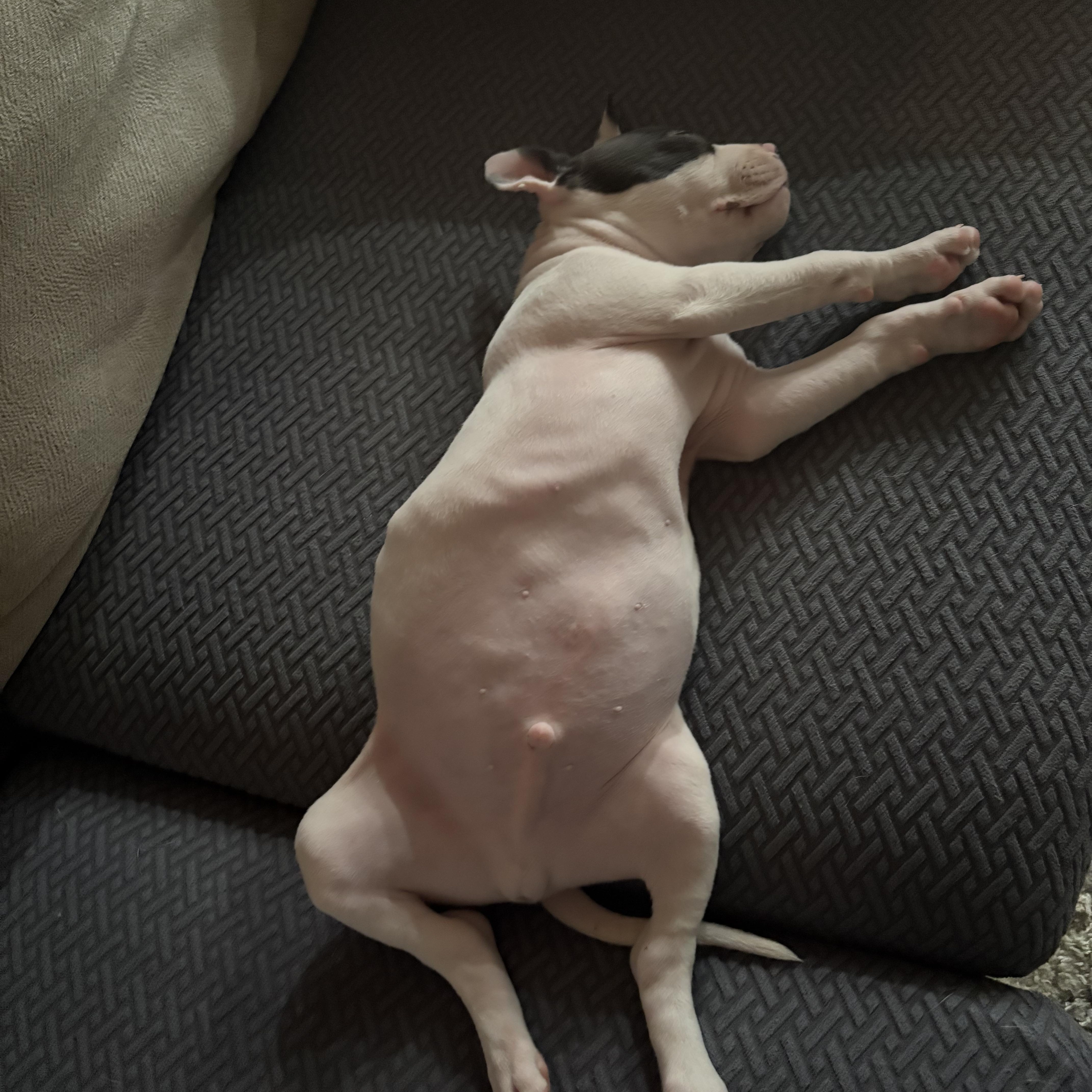 Piglet