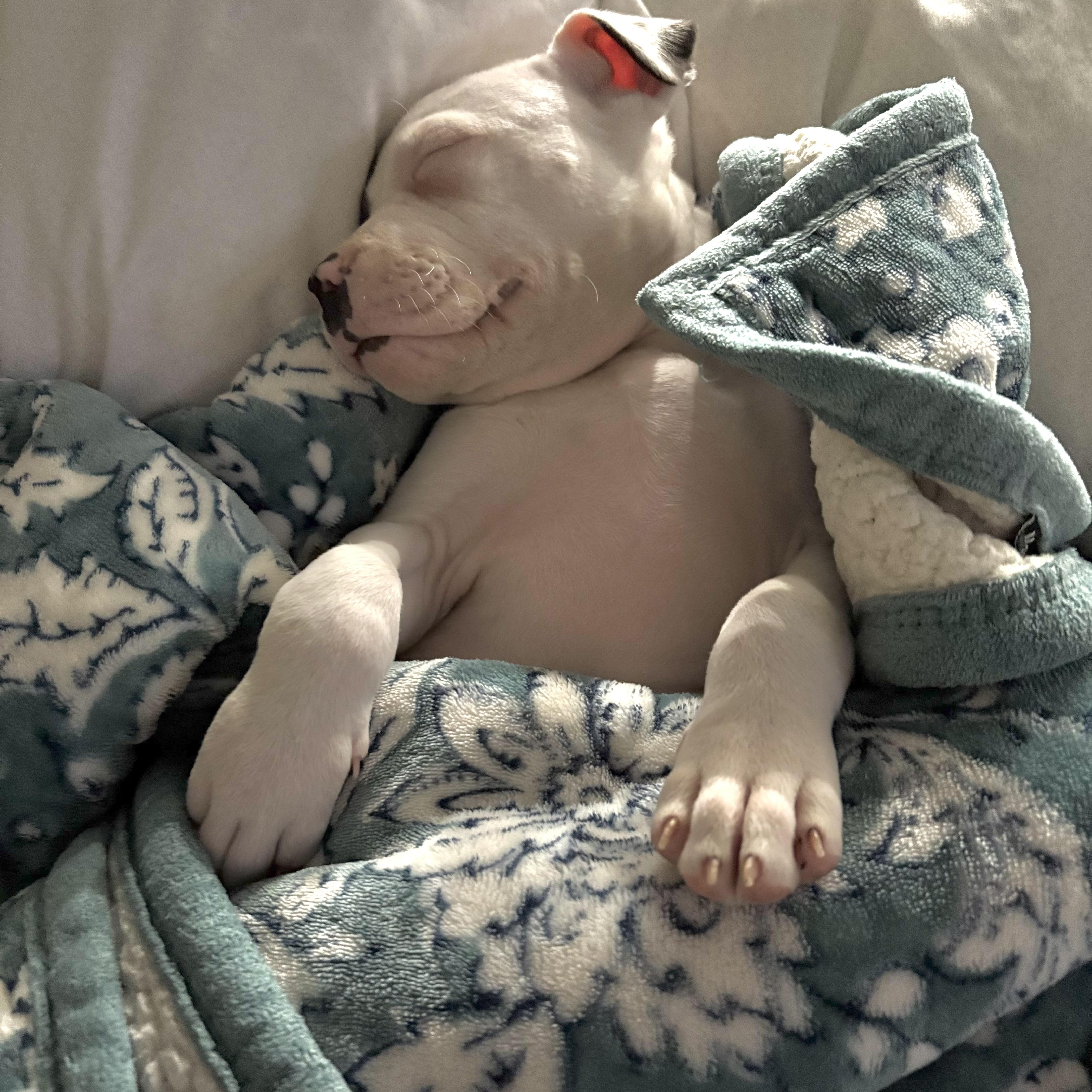 Piglet
