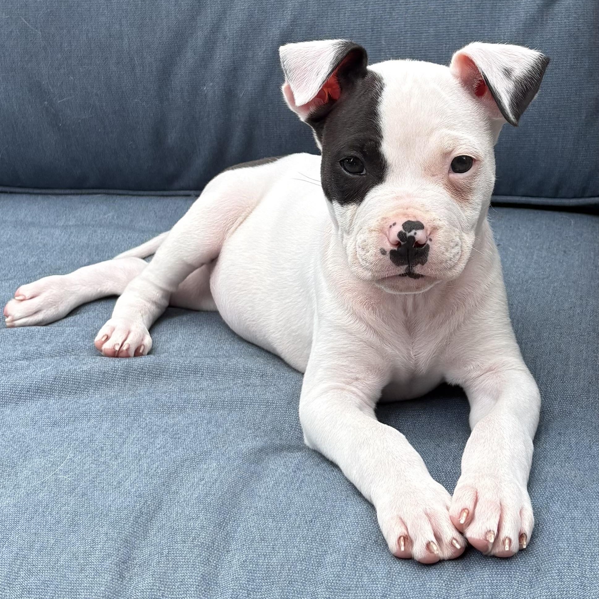 Piglet